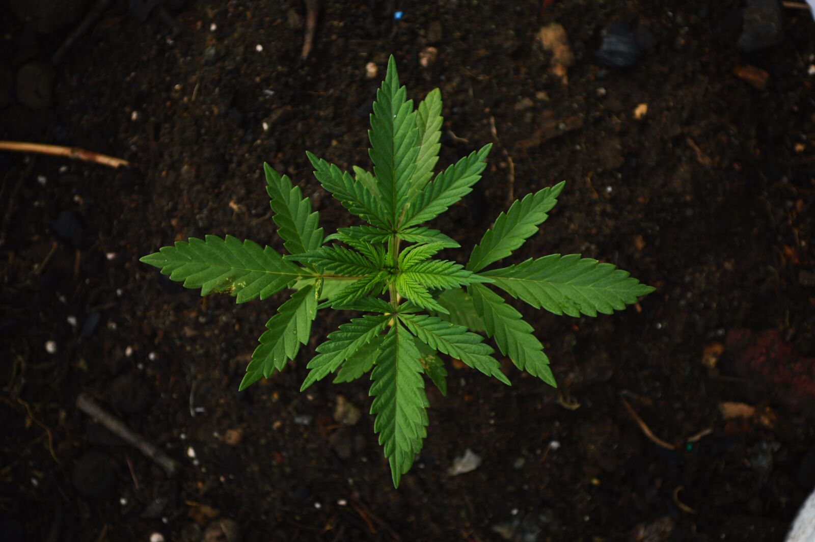 Nikon D3200 sample photo. Green, grass, ganja photography