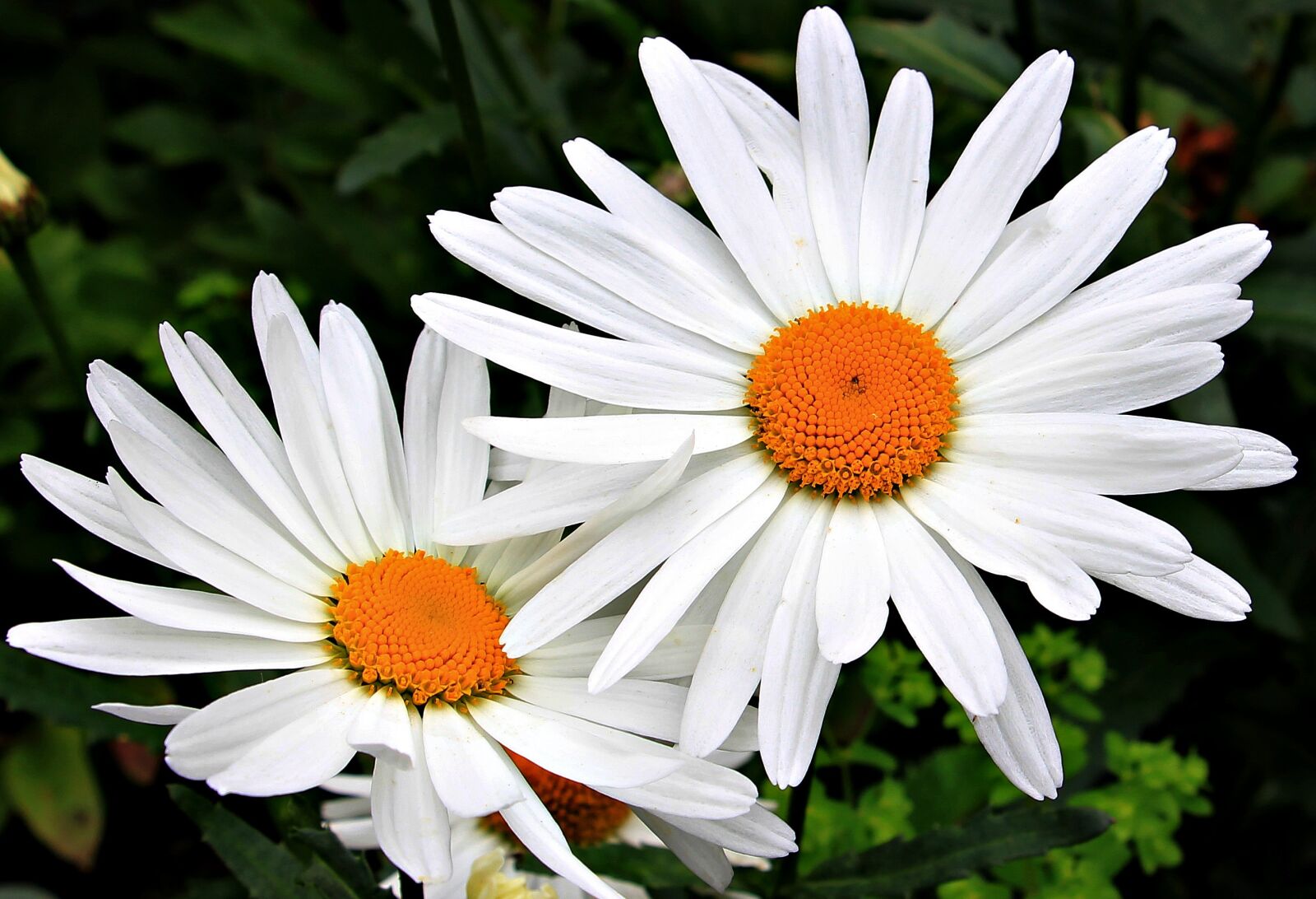 Canon EOS 550D (EOS Rebel T2i / EOS Kiss X4) sample photo. Daisies, white, yellow photography