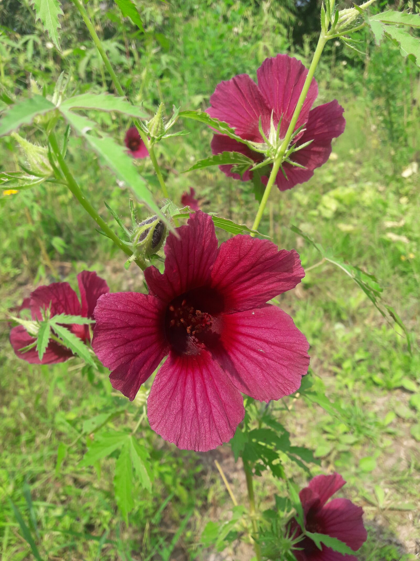Samsung Galaxy J7 Neo sample photo. Flowers, summer, natural photography