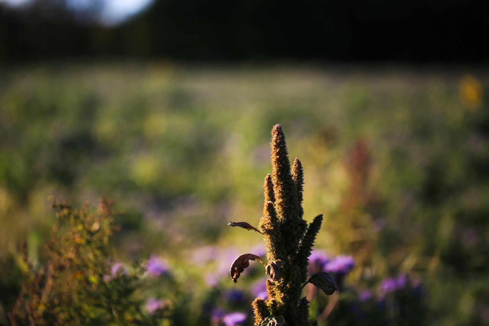 Canon EF 100mm F2.8L Macro IS USM sample photo. Plant, sun, nature photography