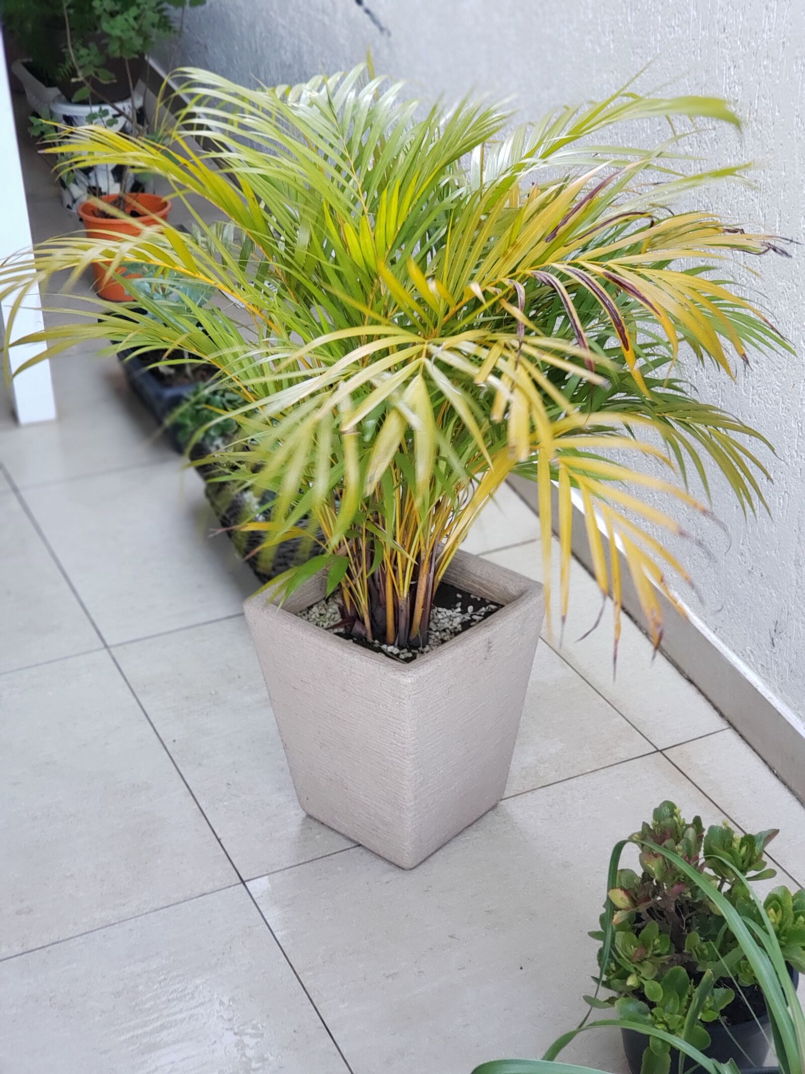 Samsung Galaxy S9+ sample photo. Planta, natureza, plants photography