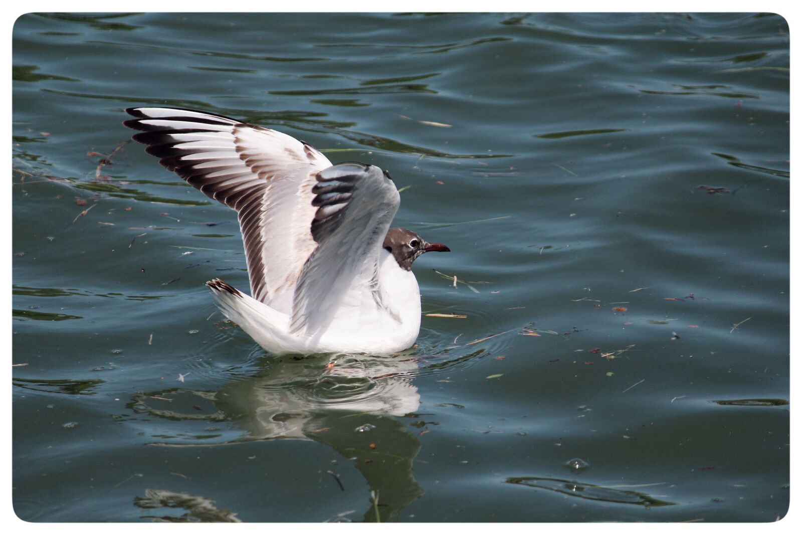 Canon EOS 1200D (EOS Rebel T5 / EOS Kiss X70 / EOS Hi) sample photo. Seagull, bird, water photography