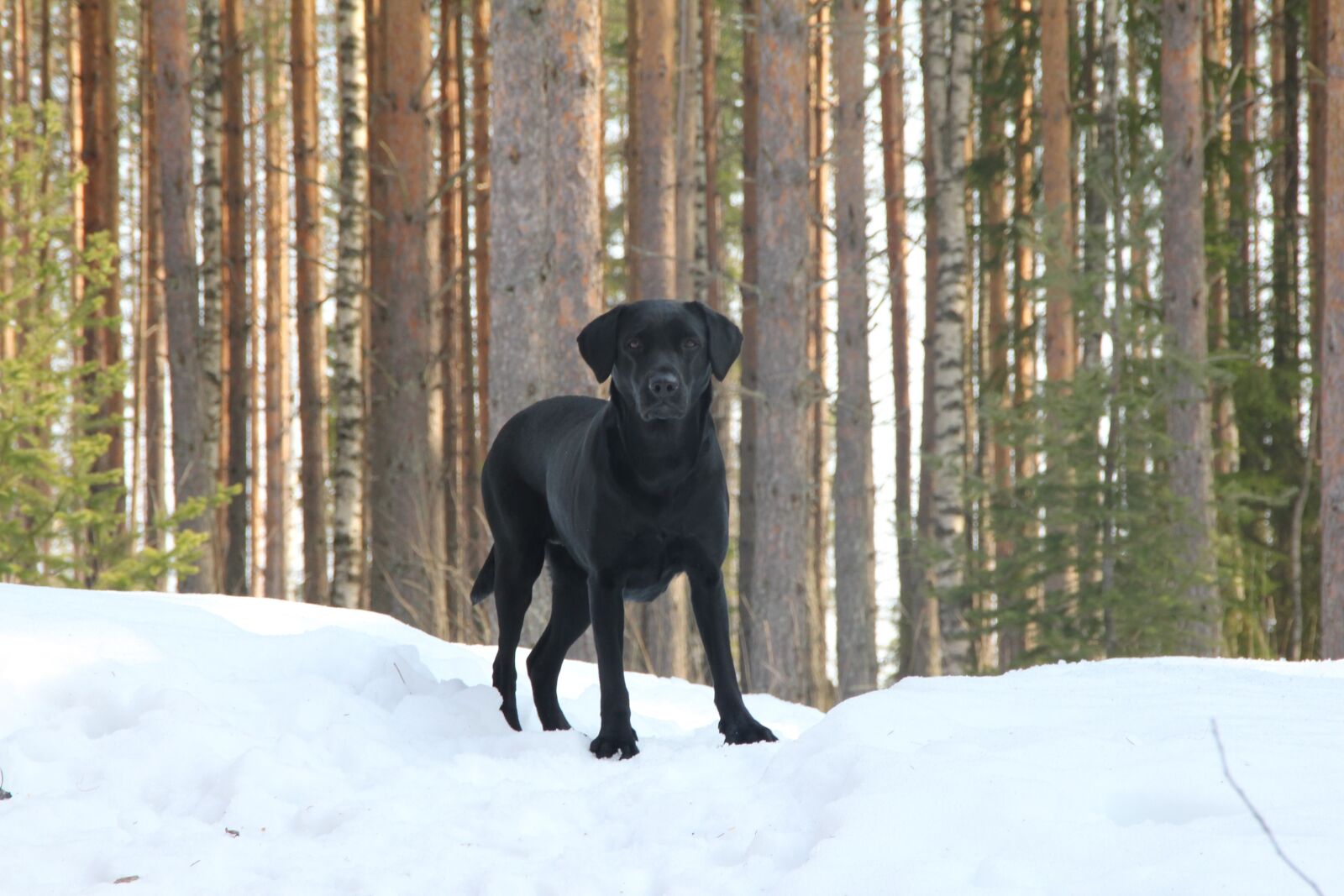 Canon EOS 550D (EOS Rebel T2i / EOS Kiss X4) sample photo. Black labrador, gundog, retriever photography
