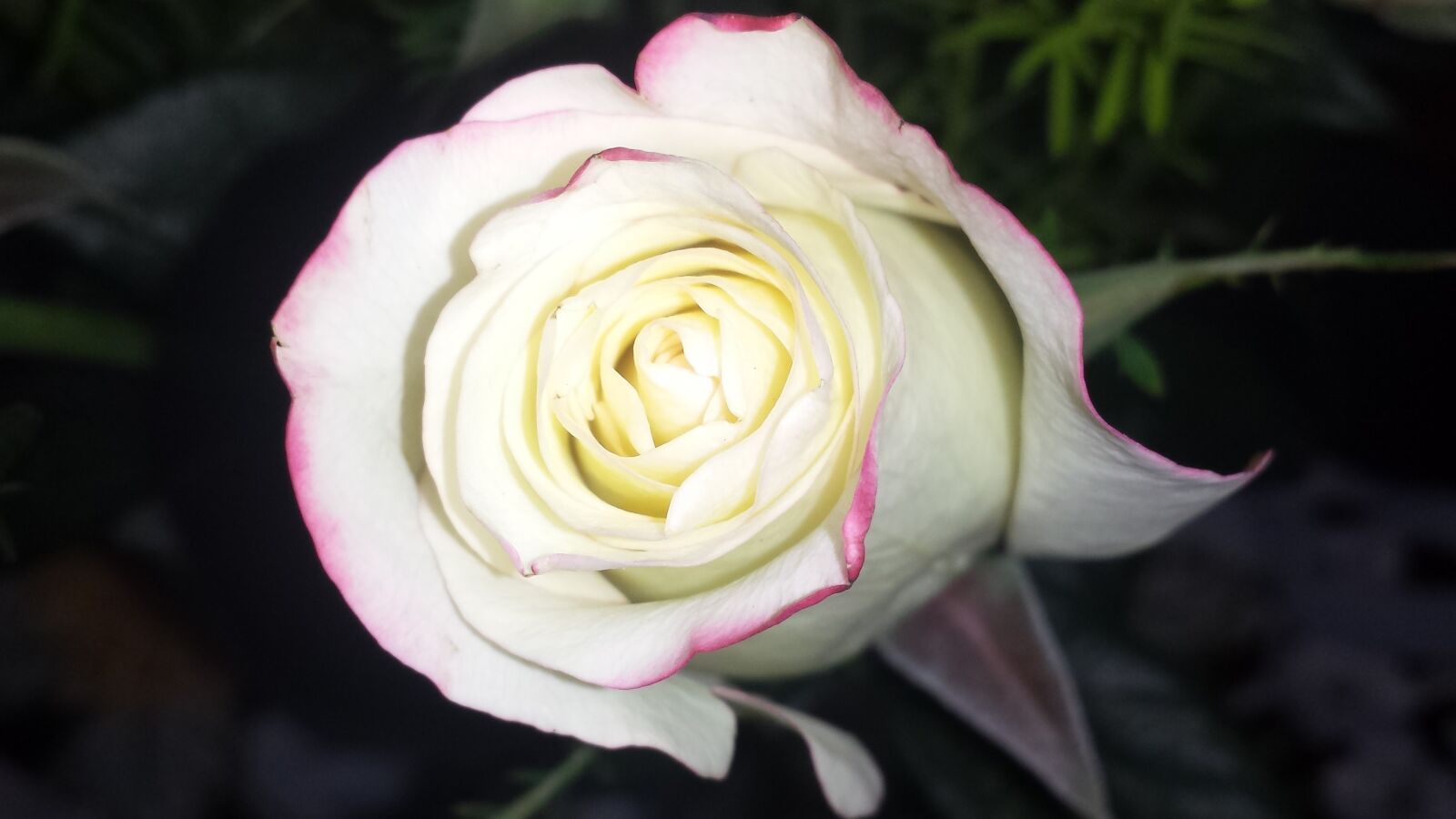 Samsung Galaxy S4 sample photo. Rose, white rose, white photography