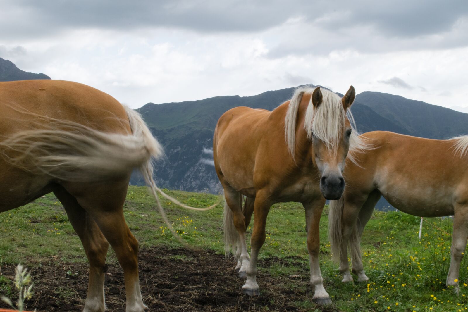 Nikon D5300 sample photo. Haflinger, horse, draft horse photography