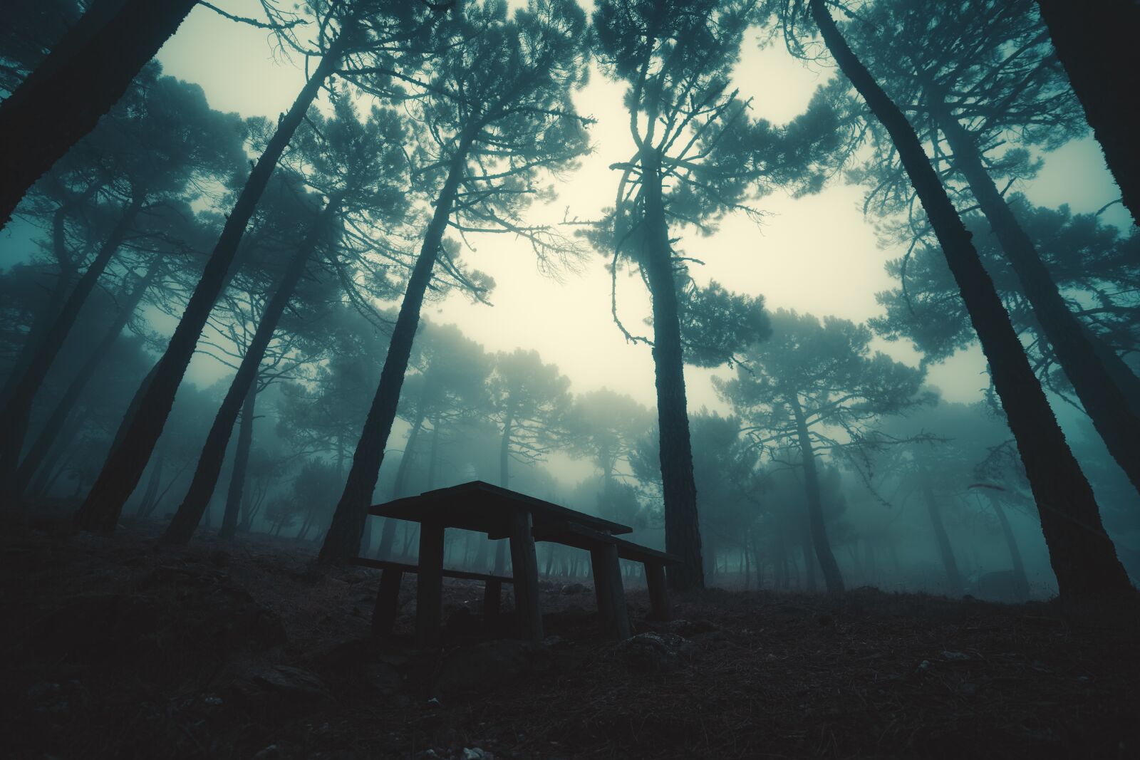 Olympus E-620 (EVOLT E-620) sample photo. Fog, forest, trees photography