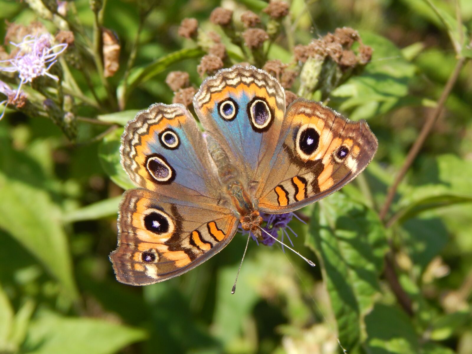 Nikon Coolpix L820 sample photo. Butterfly, colorful, sucking photography