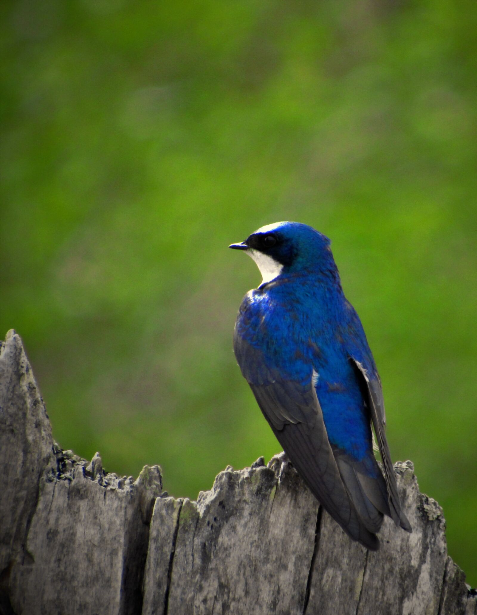 Canon PowerShot SX530 HS sample photo. Bird, animal, closeup photography