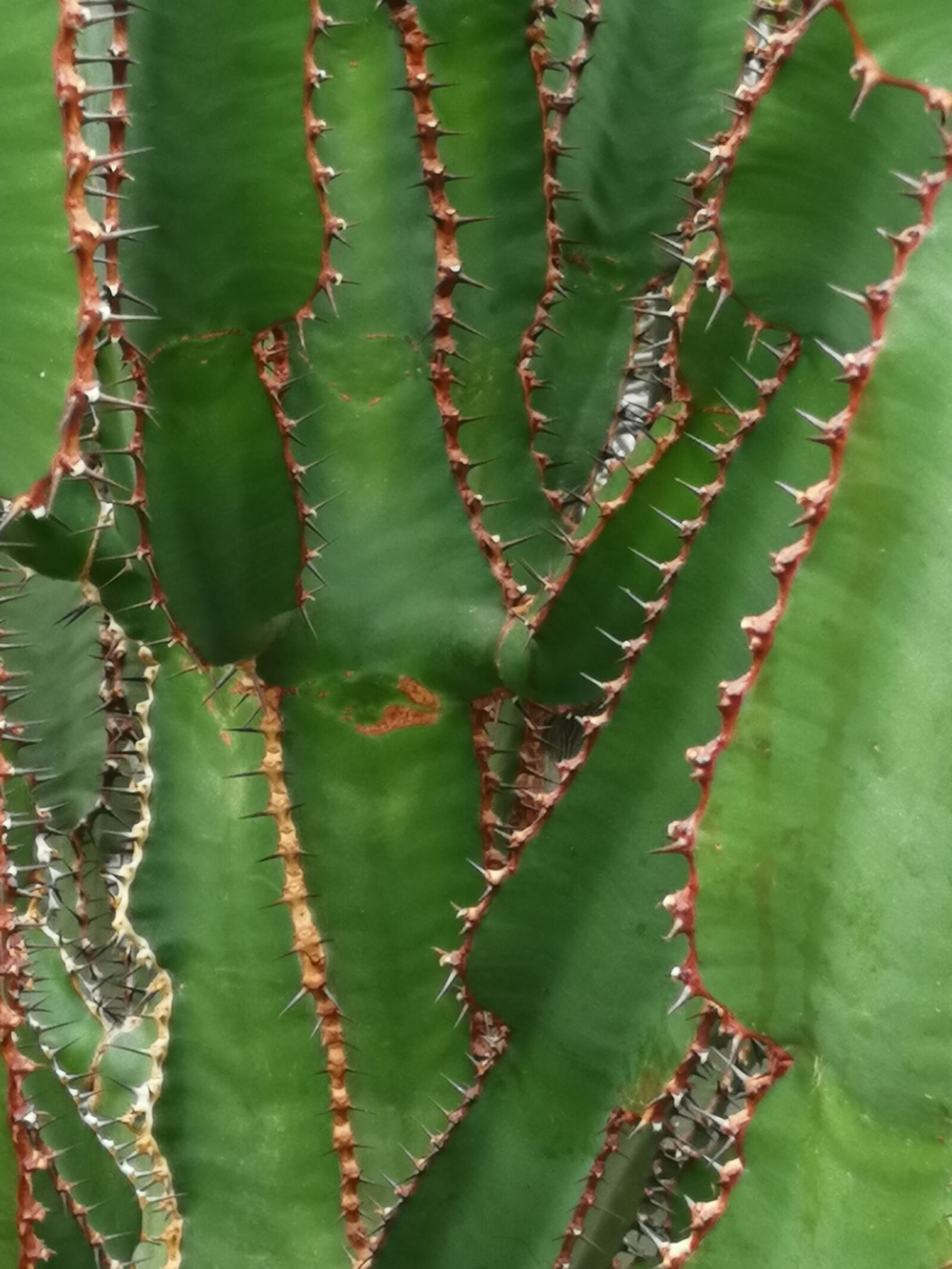 HUAWEI SNE-LX1 sample photo. Cactus, greenhouse, botany photography
