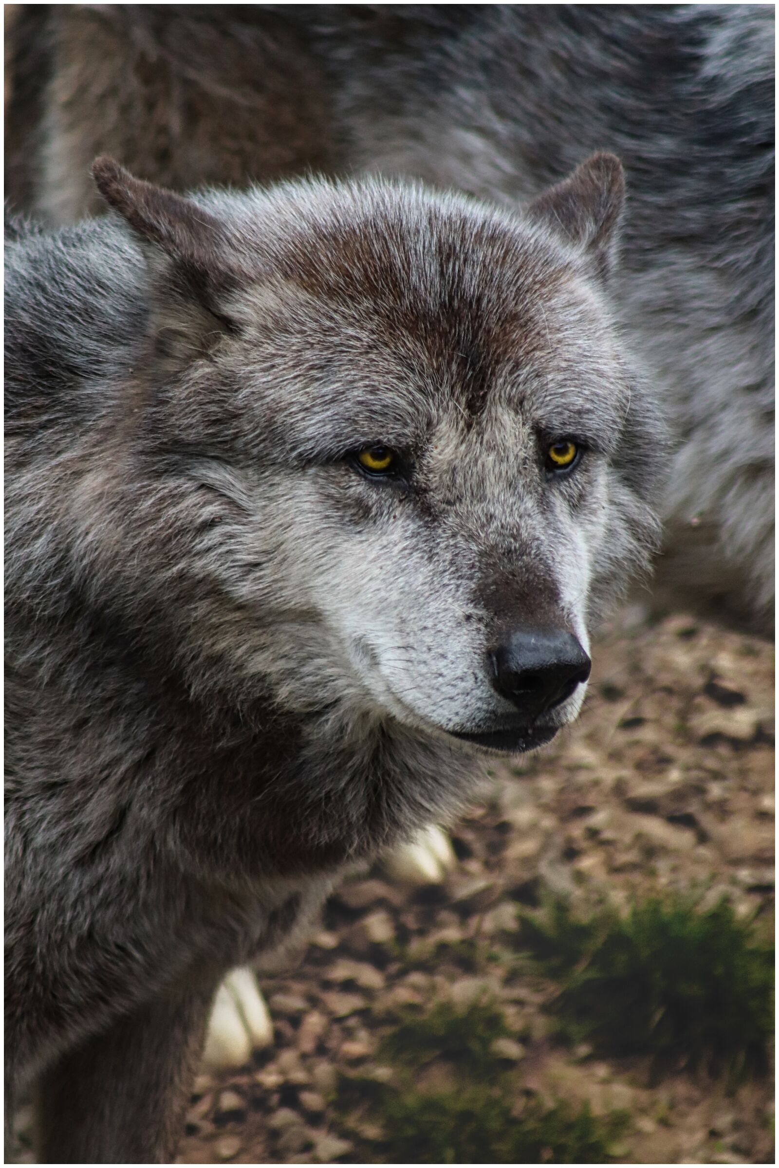 Canon EF75-300mm f/4-5.6 sample photo. Wolf, wolves, grey photography