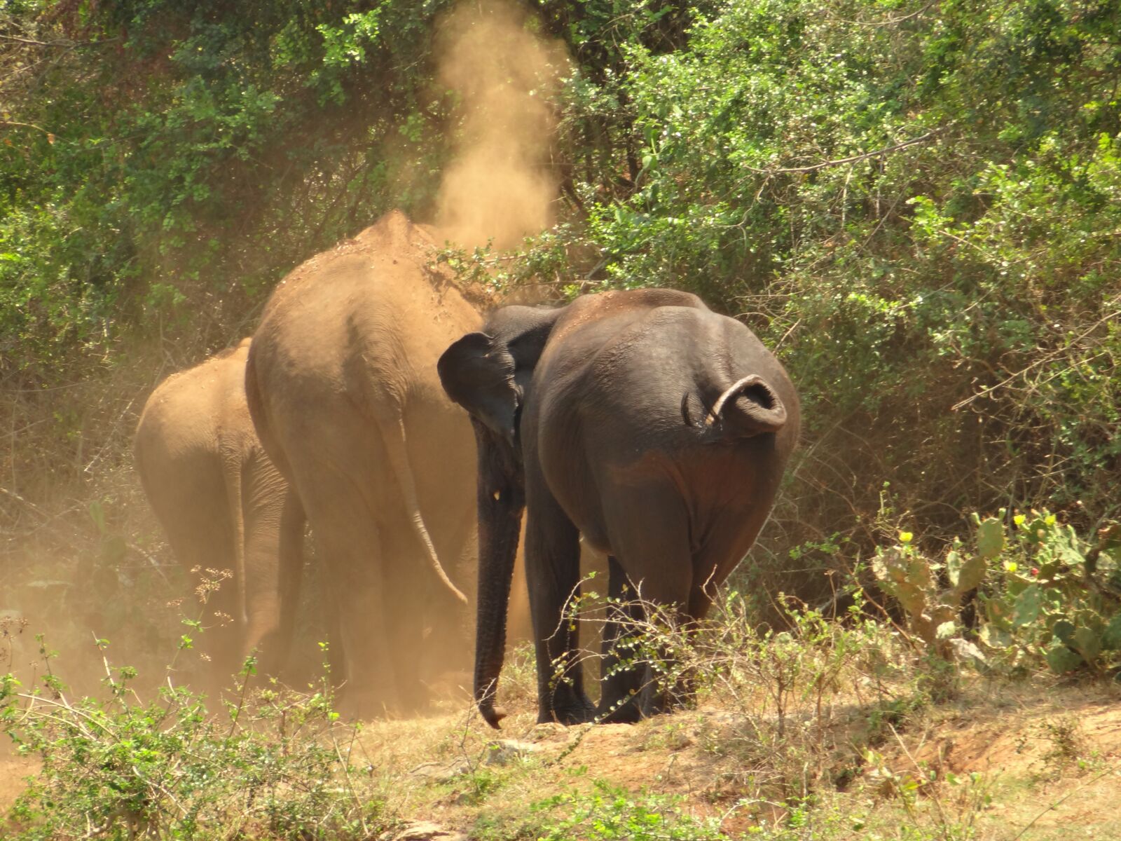 Sony DSC-HX200V sample photo. Elephants, mud bathing, bank photography