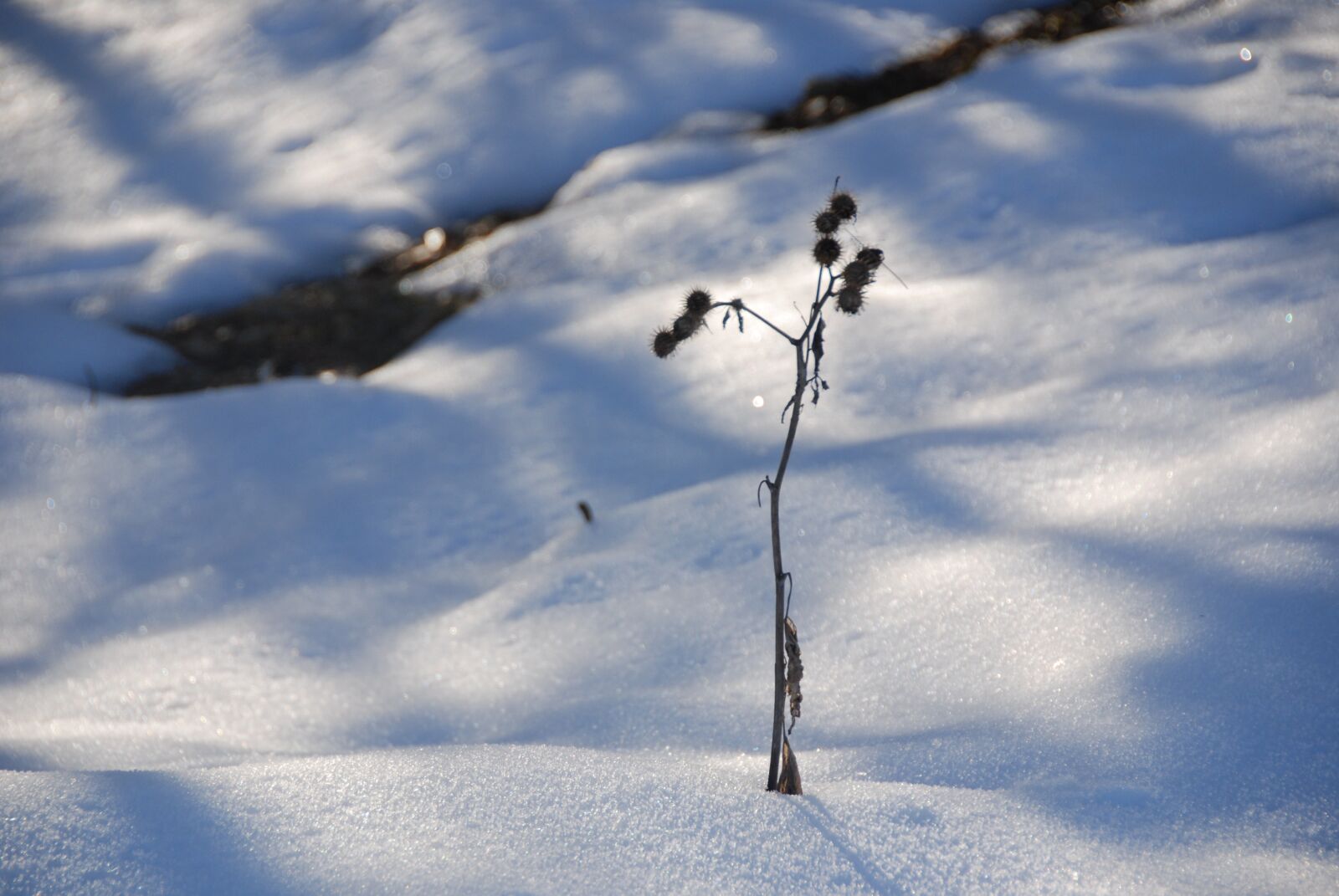 Nikon D80 sample photo. Winter, snow, plant photography