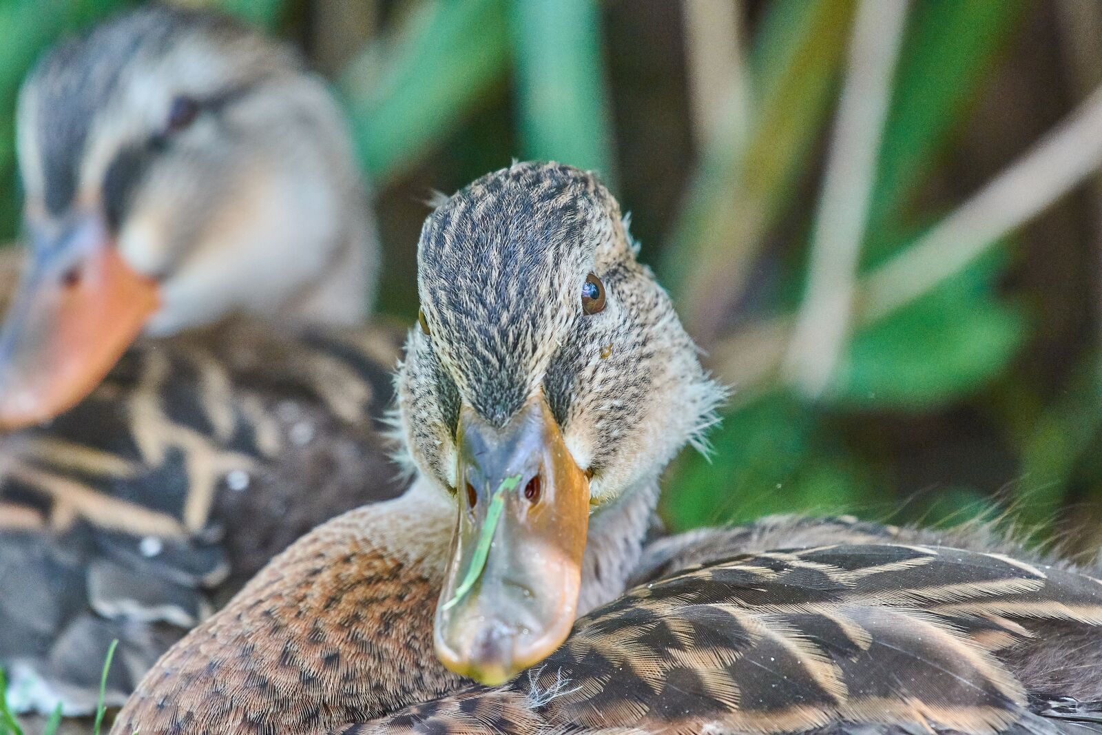 Nikon AF-S Nikkor 200-500mm F5.6E ED VR sample photo. Duck, female, water bird photography