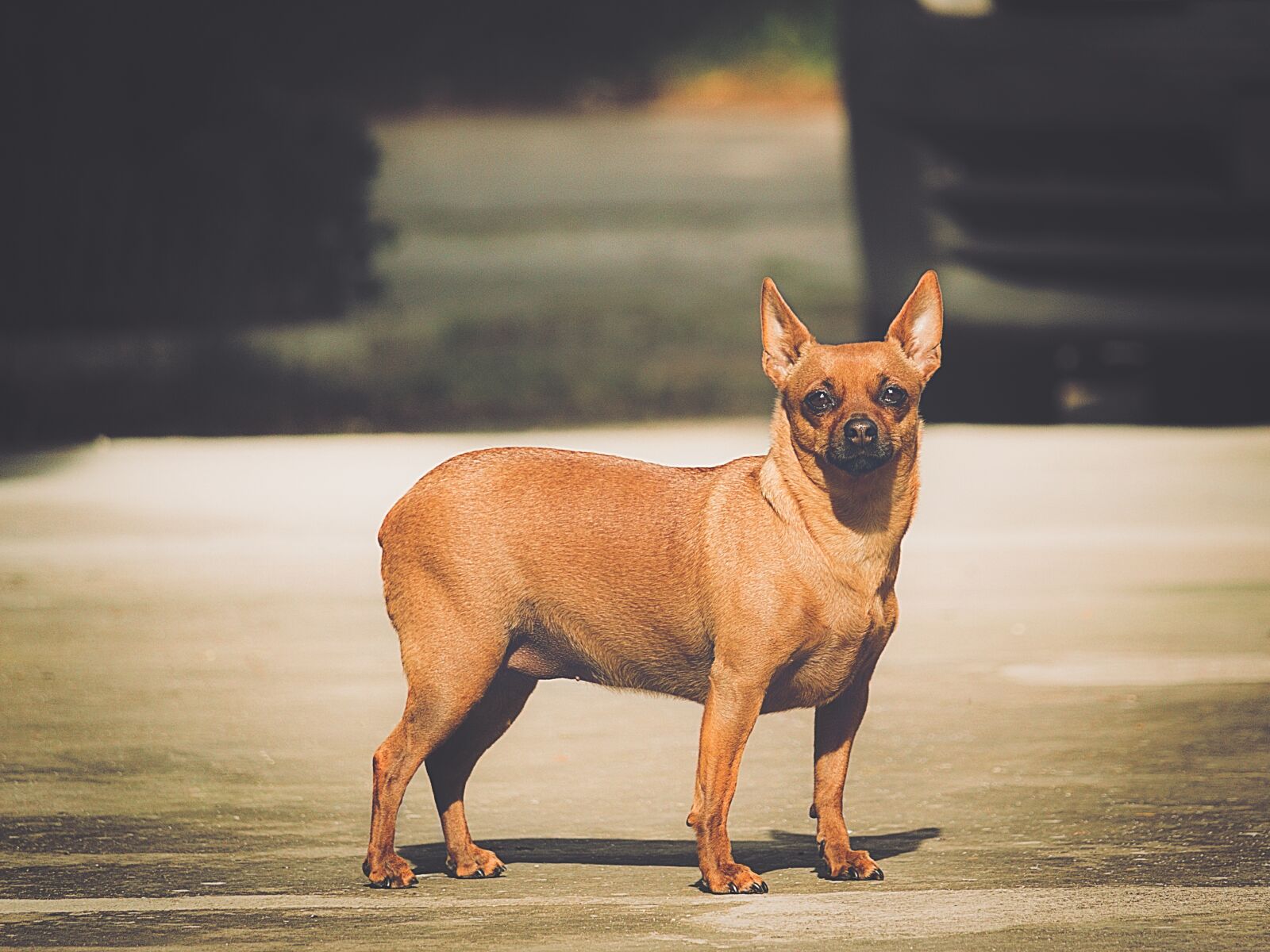 Canon EF-S 55-250mm F4-5.6 IS STM sample photo. Dog, breed, animal photography