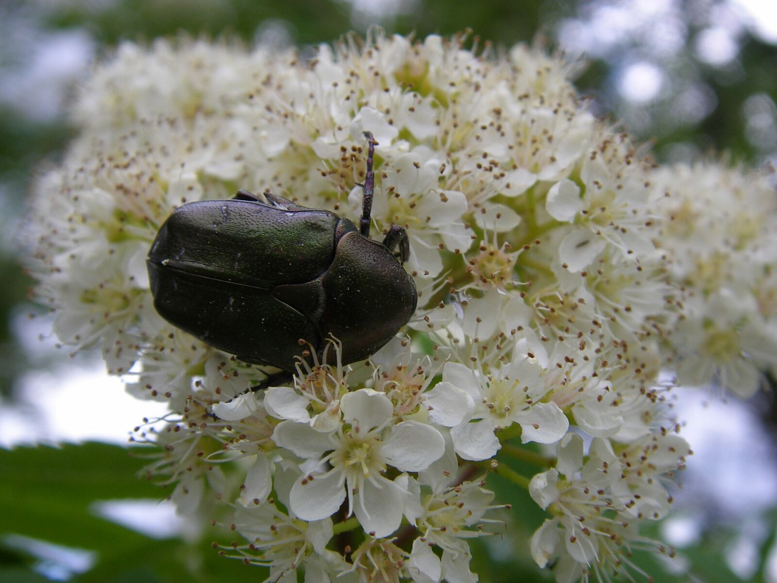 Olympus SP700 sample photo. Beetle, white blossom, sitti photography