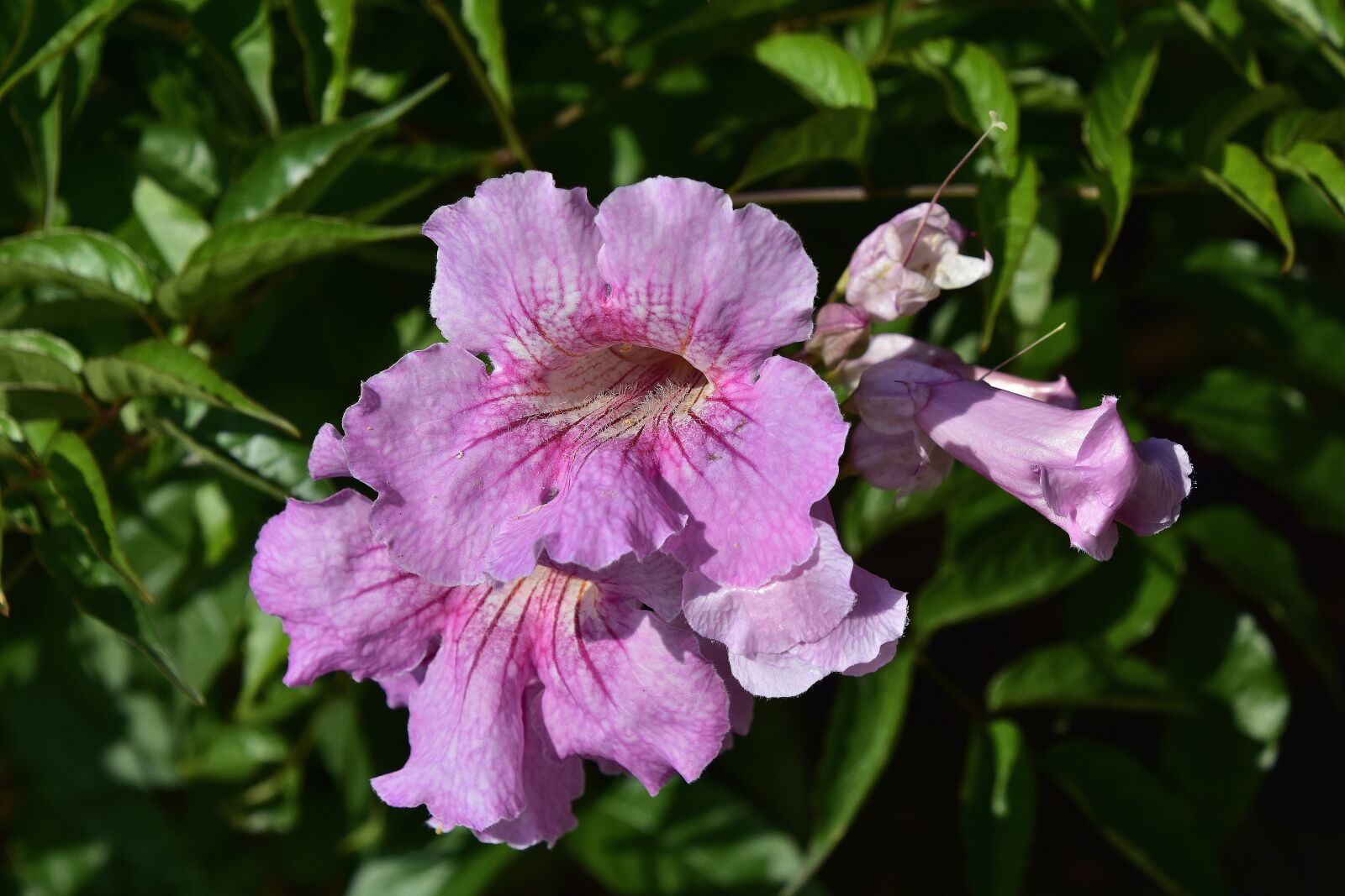 Nikon D7200 sample photo. Flora, garden, nature photography
