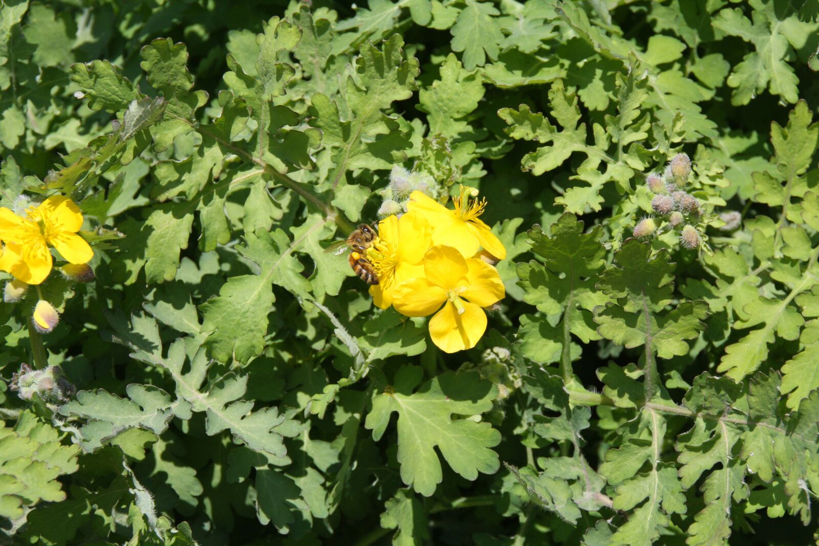 Canon EOS 40D sample photo. Yellow flower, bee, yellow photography