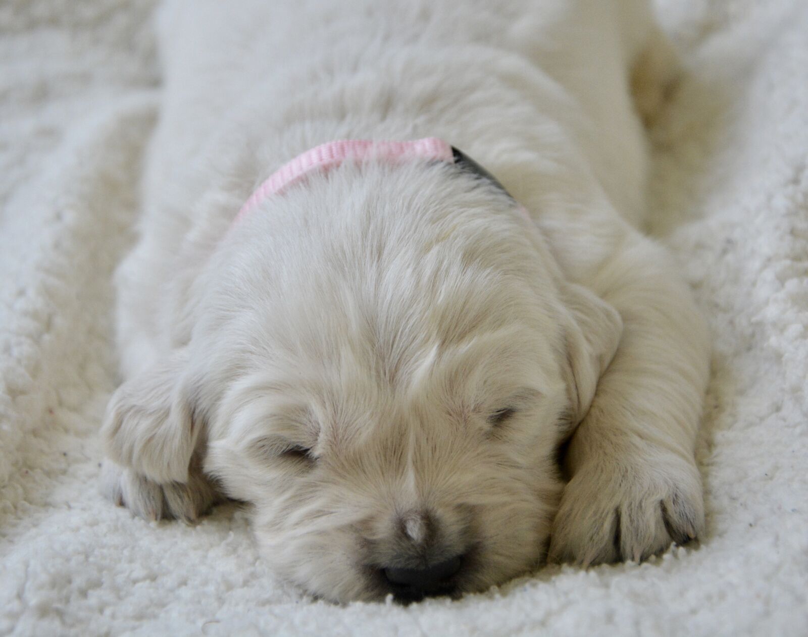 Nikon D5200 sample photo. Puppy, golden retriever puppy photography