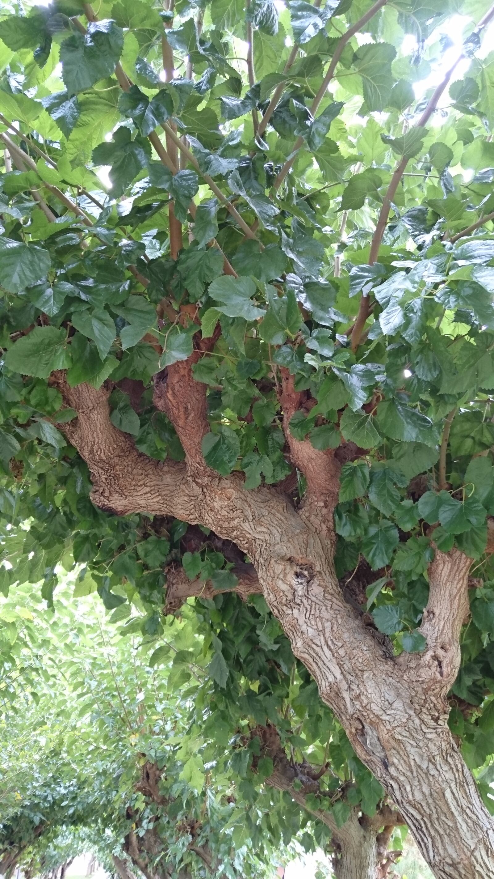 Sony Xperia Z3+ sample photo