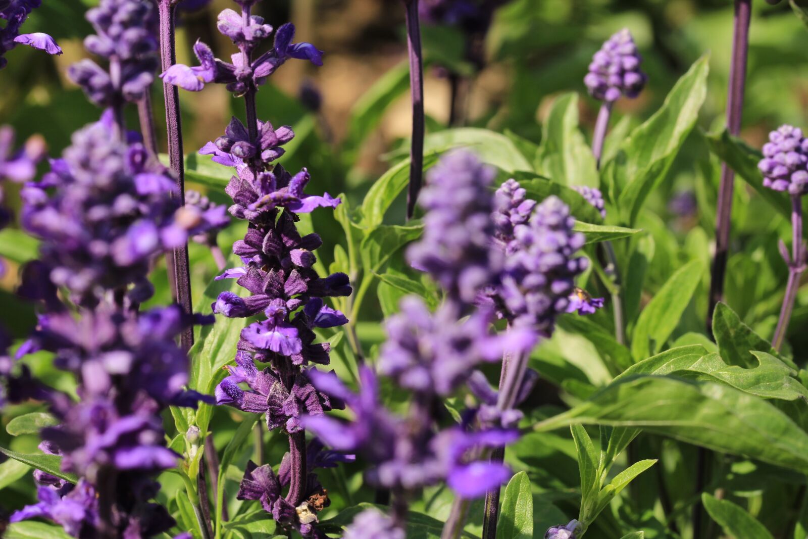 Canon EOS 1200D (EOS Rebel T5 / EOS Kiss X70 / EOS Hi) sample photo. Flowers, violet, nature photography