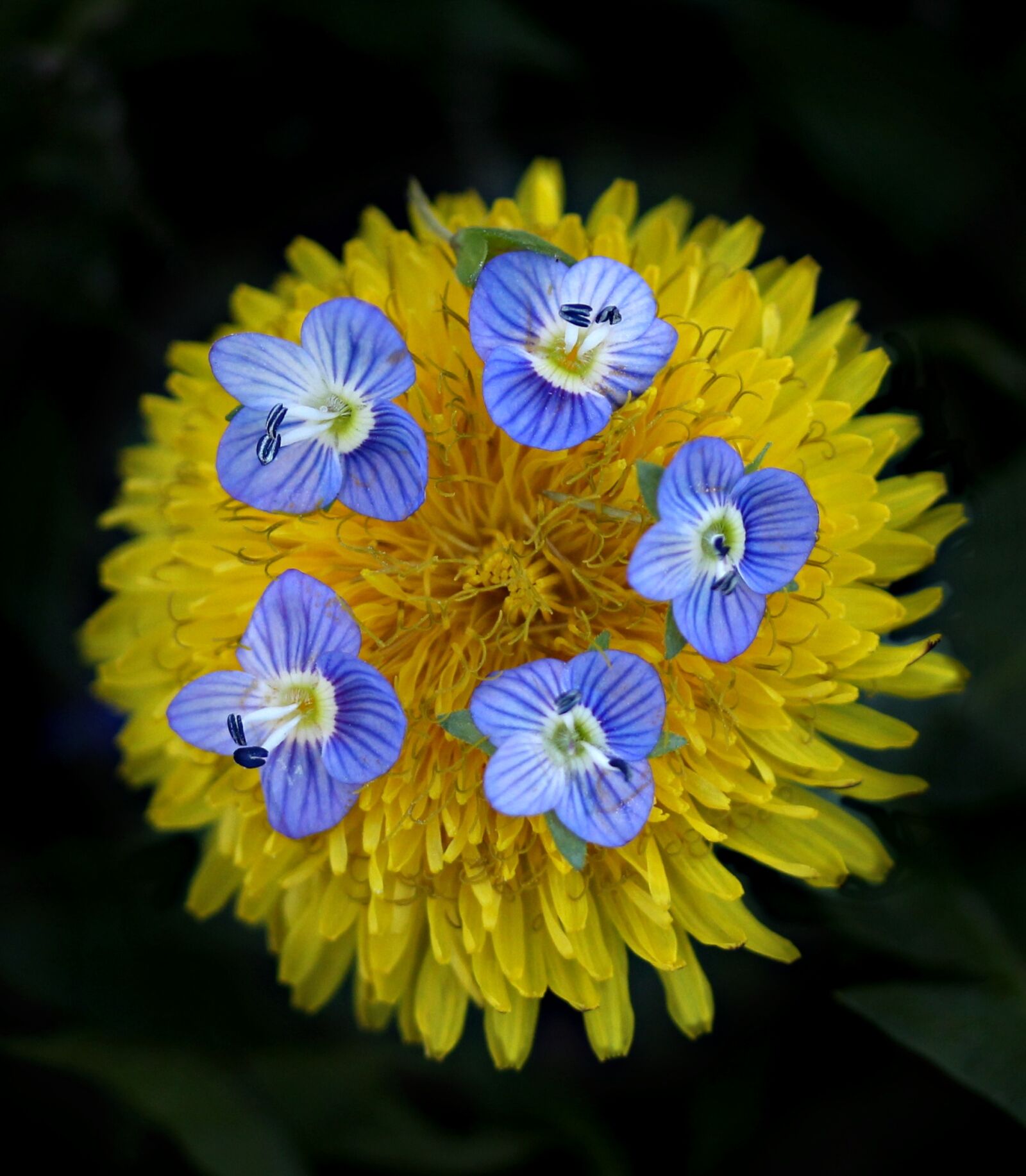 Canon EF-S 60mm F2.8 Macro USM sample photo. Dandelion, yellow, flower photography