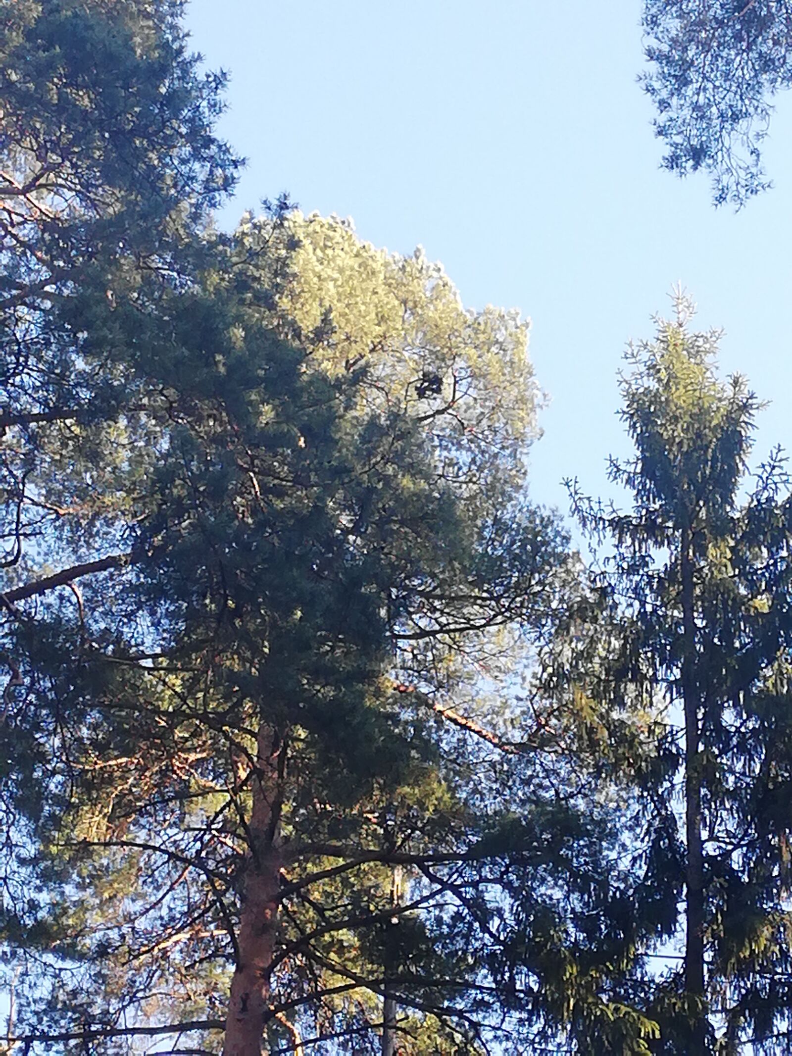 HUAWEI P20 lite sample photo. Tree, day, sun photography