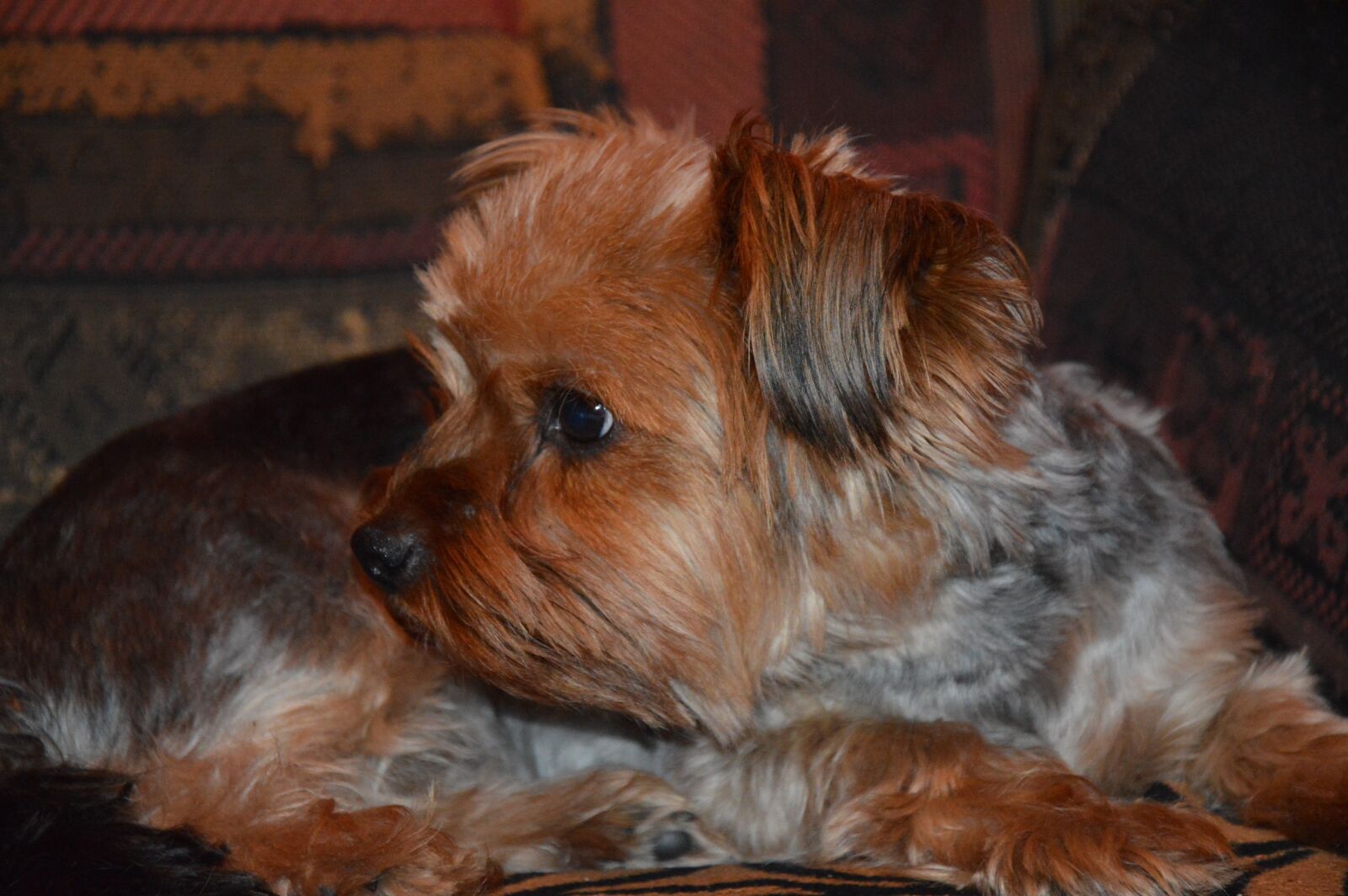 Nikon D3200 sample photo. Dog, yorkshire, puppy photography