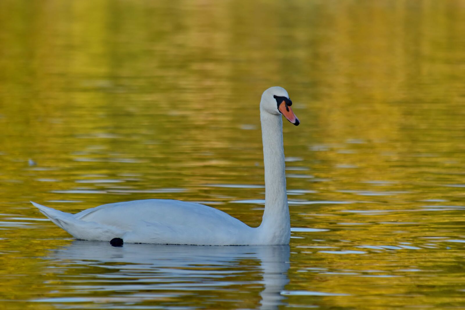 Nikon D5500 sample photo. Golden glow, reflection, swan photography