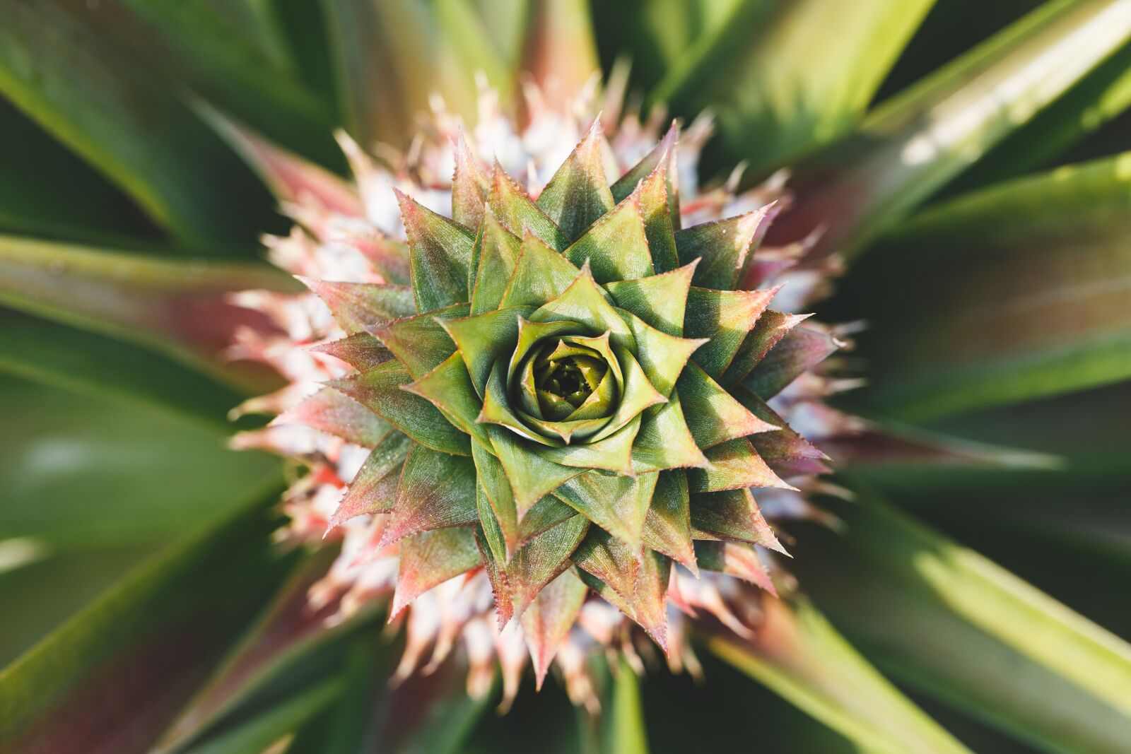 Canon EF 100mm F2.8L Macro IS USM sample photo. Pineapple, leaf, pineapple head photography