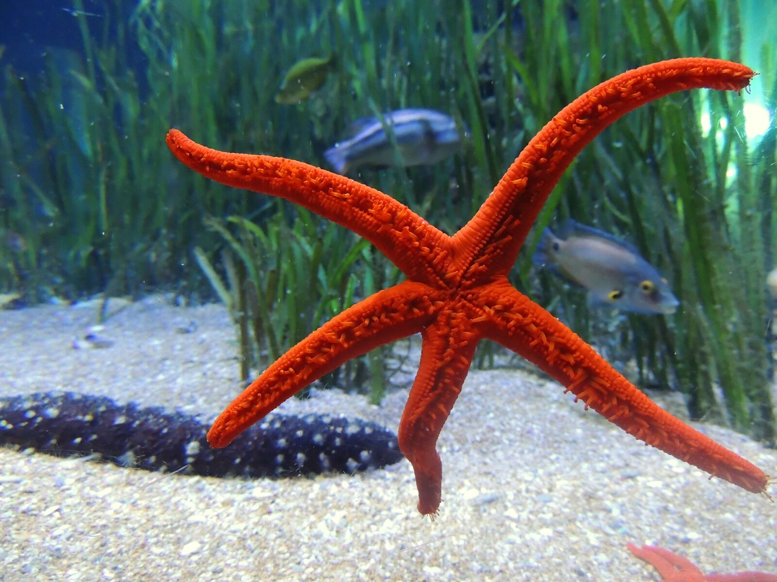 Nikon Coolpix P510 sample photo. Starfish, water, sea photography