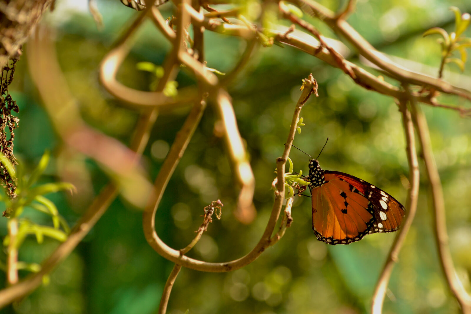 Nikon D3100 sample photo