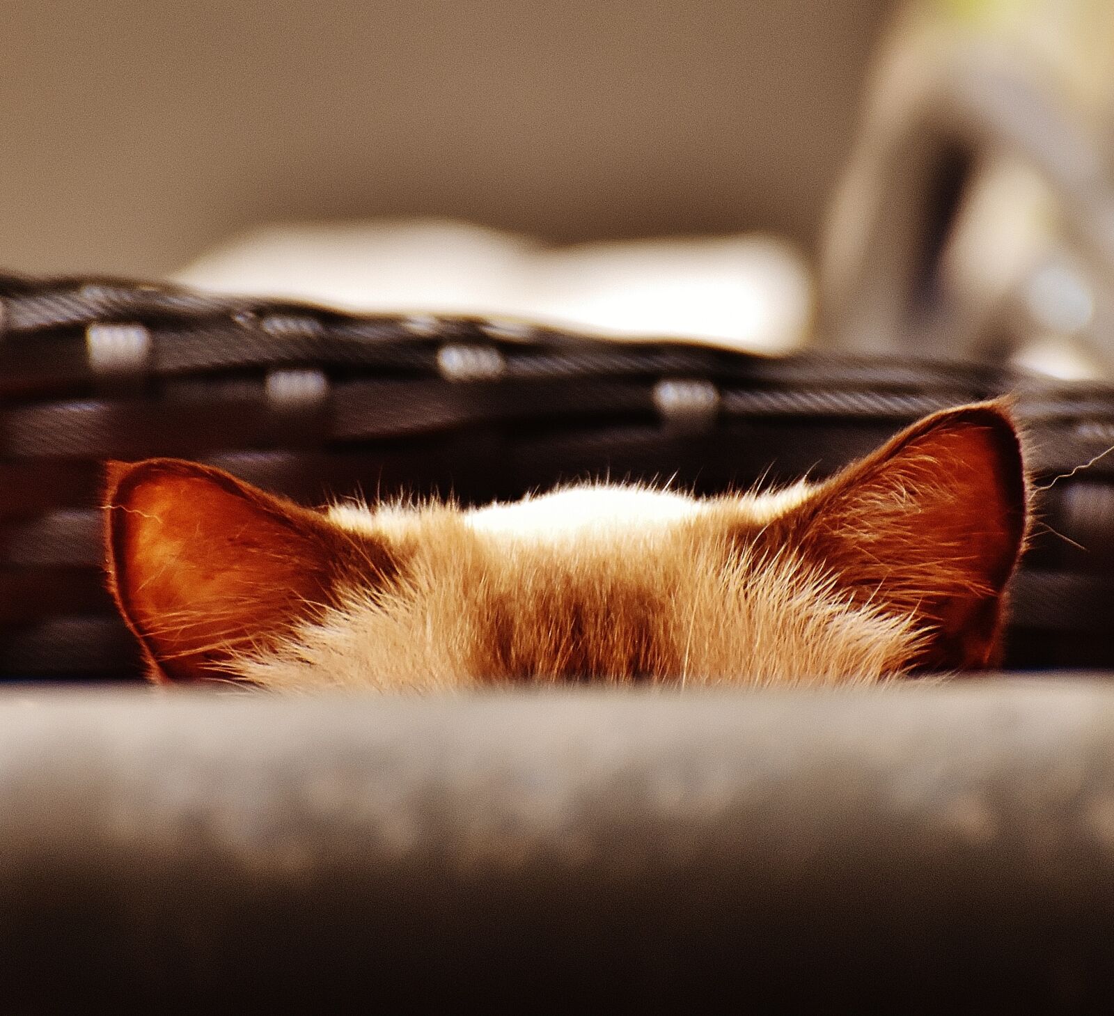 Nikon D7200 sample photo. Cat, ears, hidden photography