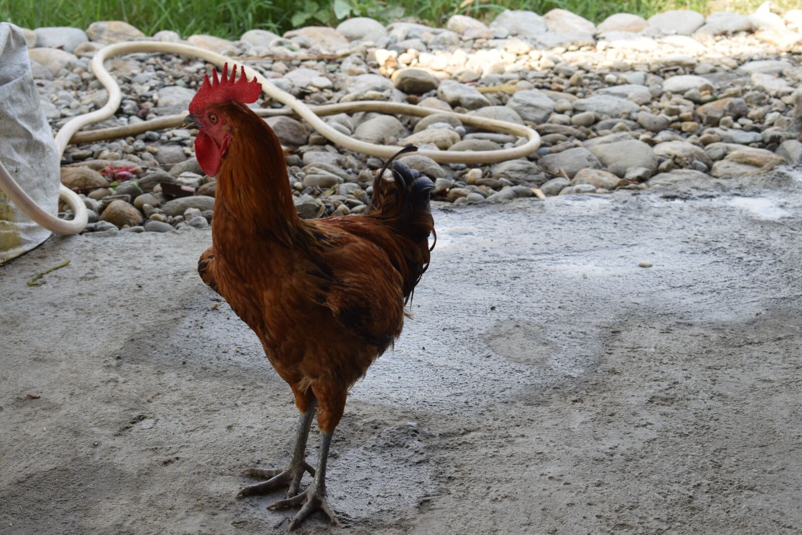 Nikon D5300 sample photo. Local organic chicken, local photography