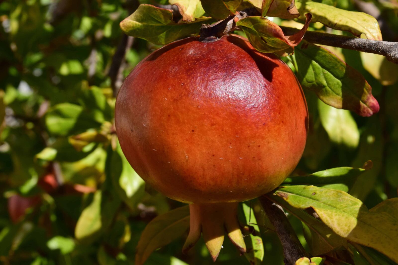 Nikon D3300 sample photo. Garden, food, leaf, nature photography