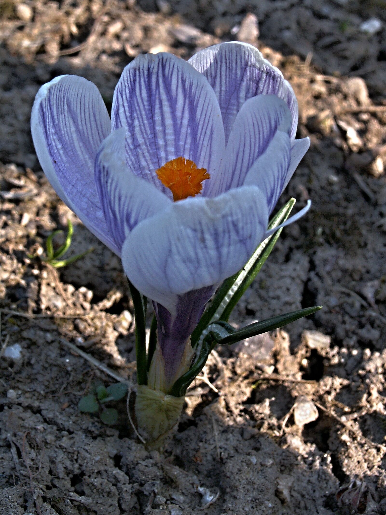 KONICA MINOLTA DiMAGE Z3 sample photo. Colchicum blue, flower, purple photography