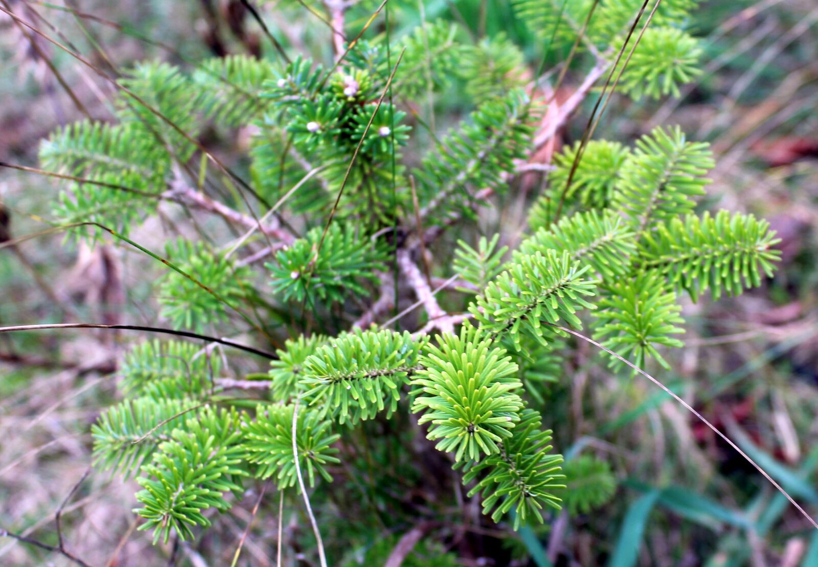 Canon EOS 1200D (EOS Rebel T5 / EOS Kiss X70 / EOS Hi) sample photo. Iglak, coniferous shrub, green photography