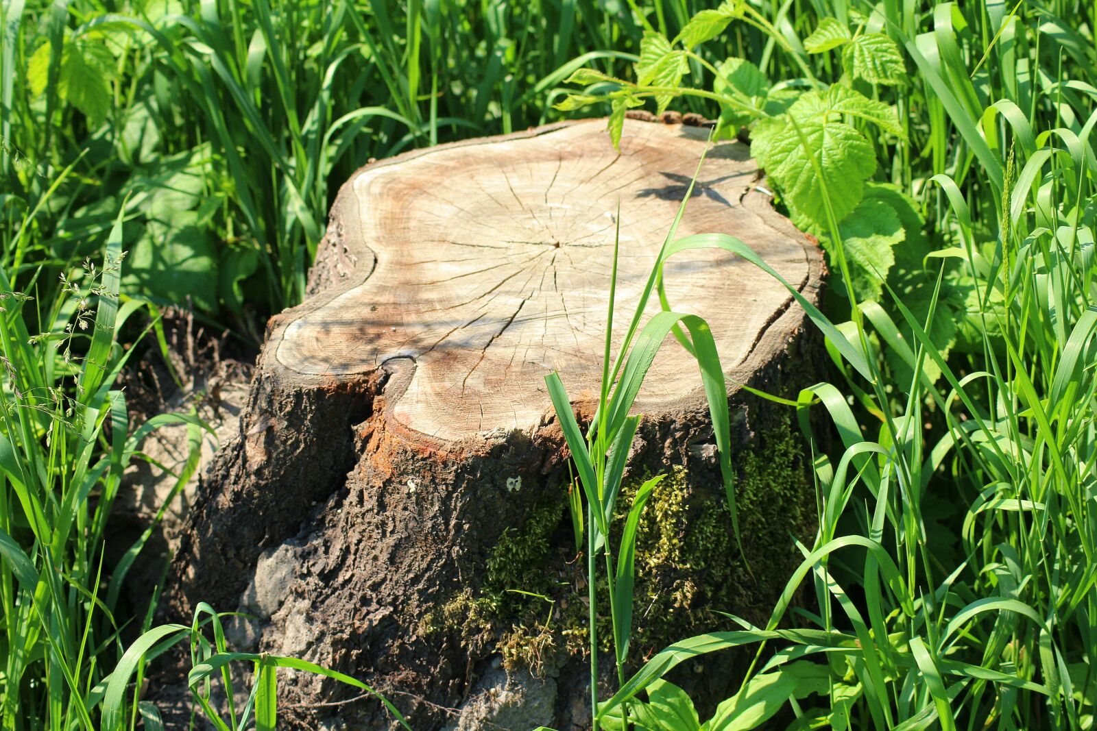 Canon EOS 1200D (EOS Rebel T5 / EOS Kiss X70 / EOS Hi) sample photo. Trunk, cut down a photography