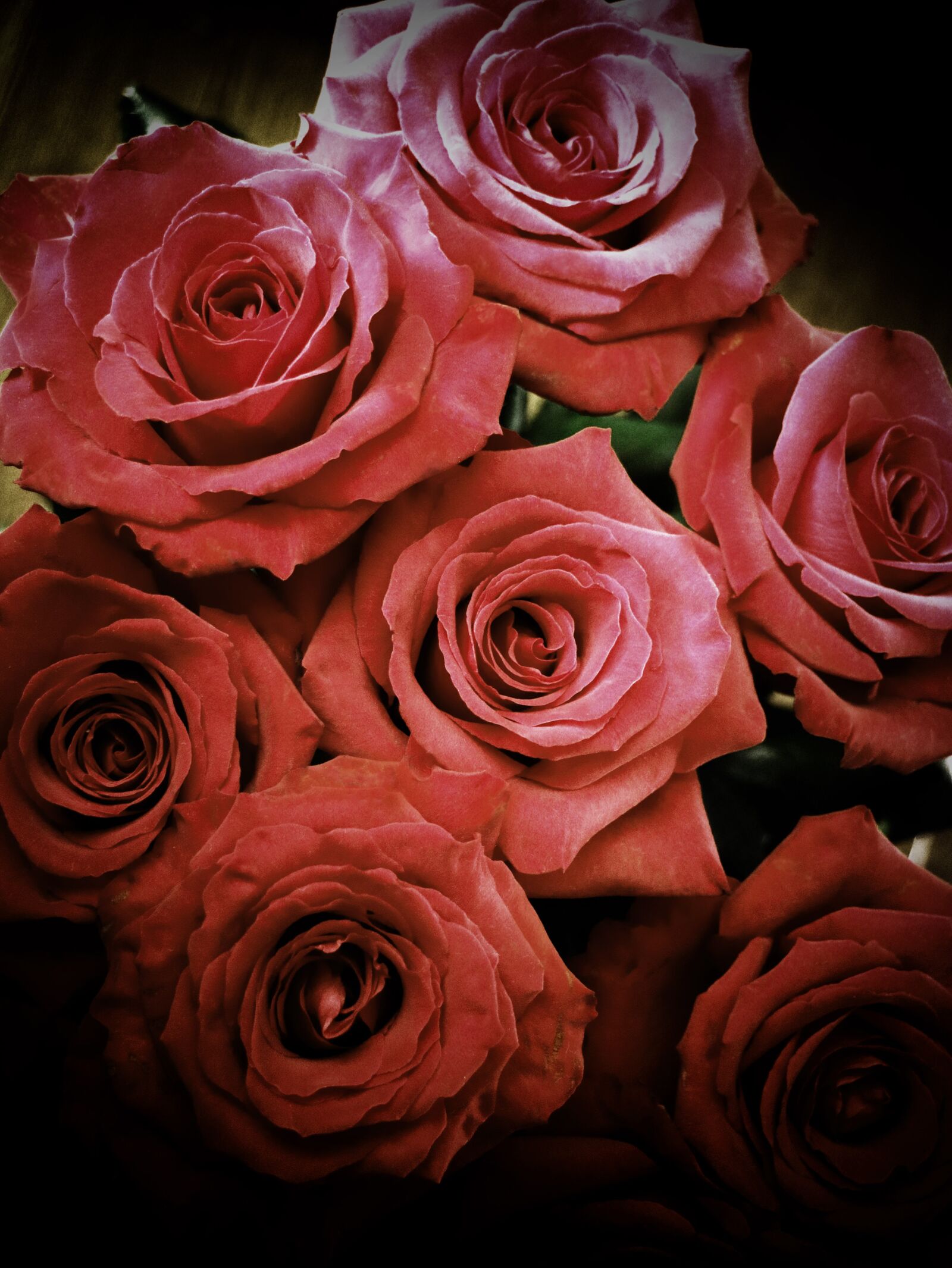 Canon EOS M3 sample photo. Rose, flower, dark pink photography