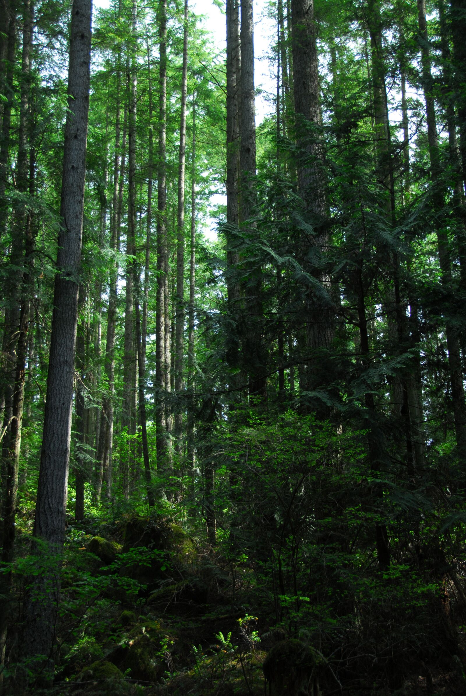 Nikon D200 sample photo. Forest, trees, environment photography