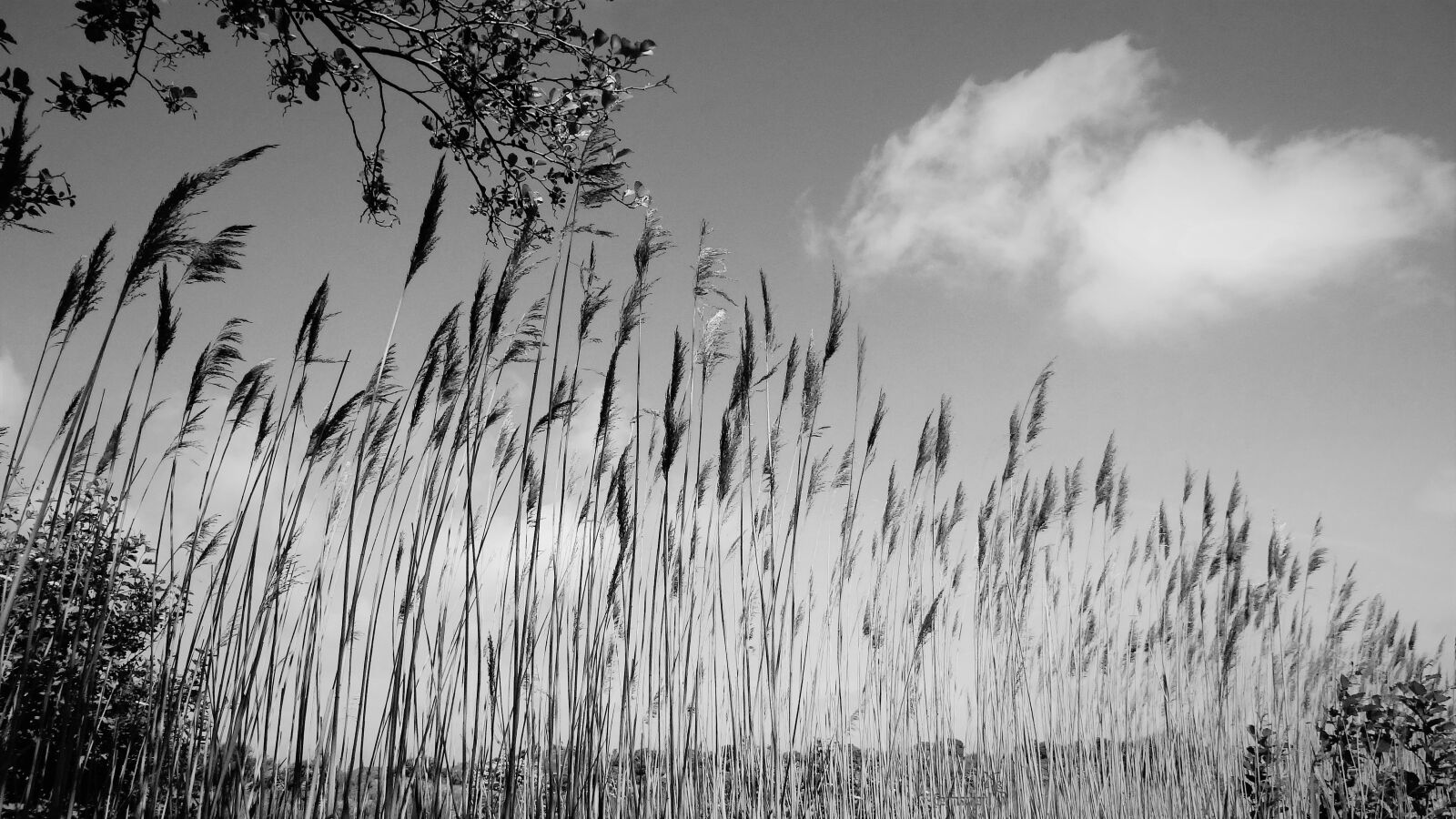 Sony Cyber-shot DSC-HX100V sample photo. Nature, grass, growth photography