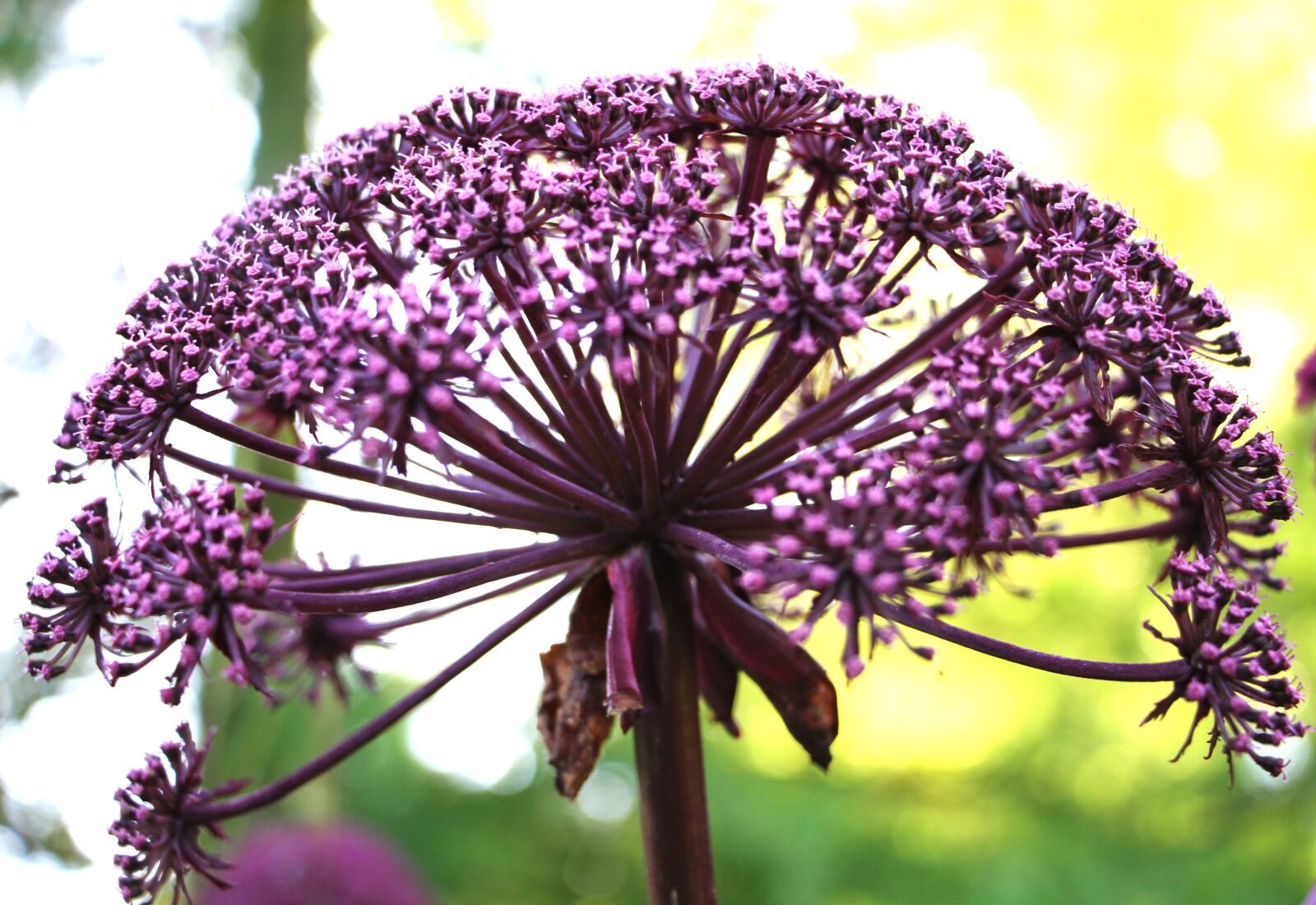 Canon EOS 7D sample photo. Bud, flower, plant photography