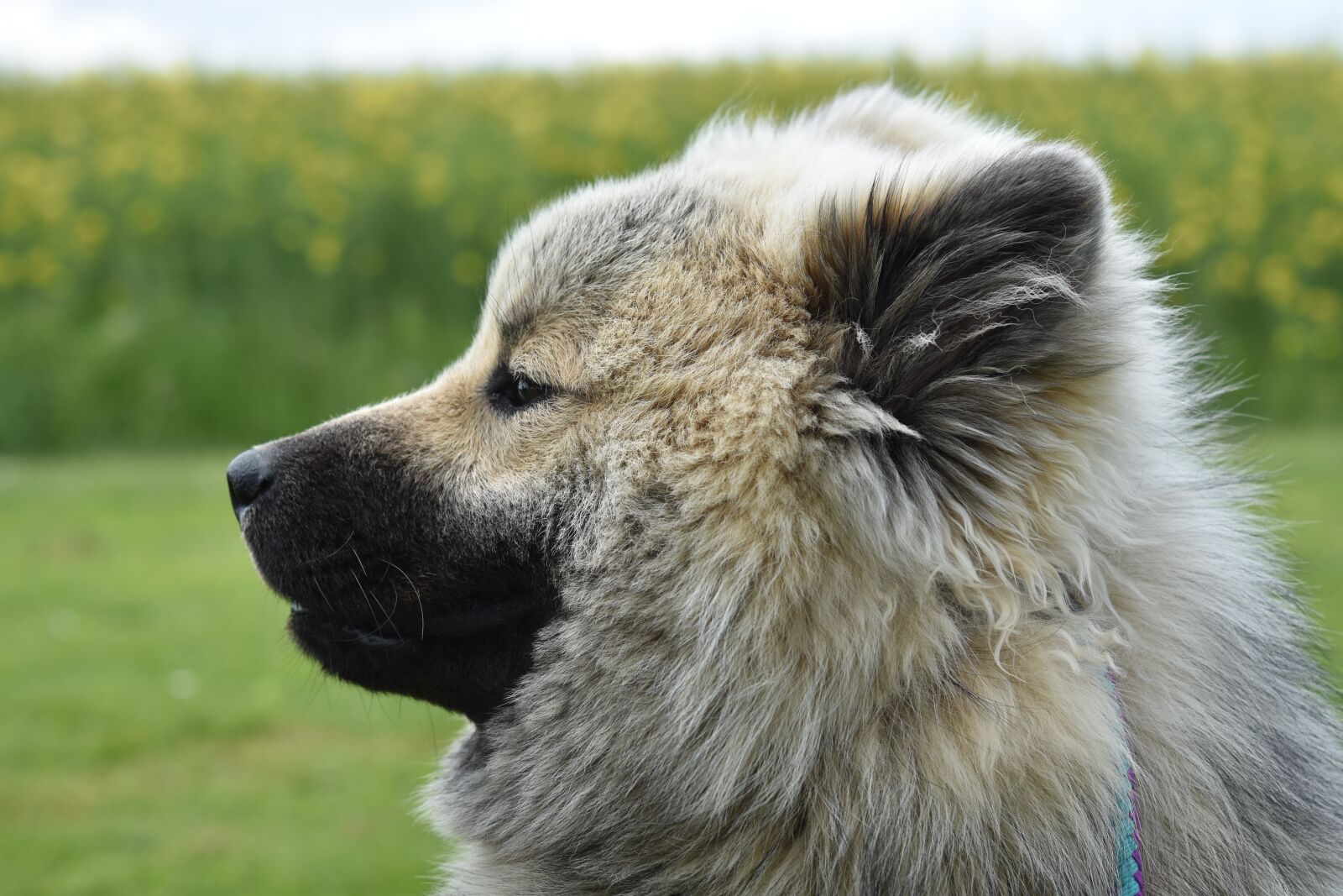 Nikon D5600 sample photo. Dog, dog eurasier, dog photography