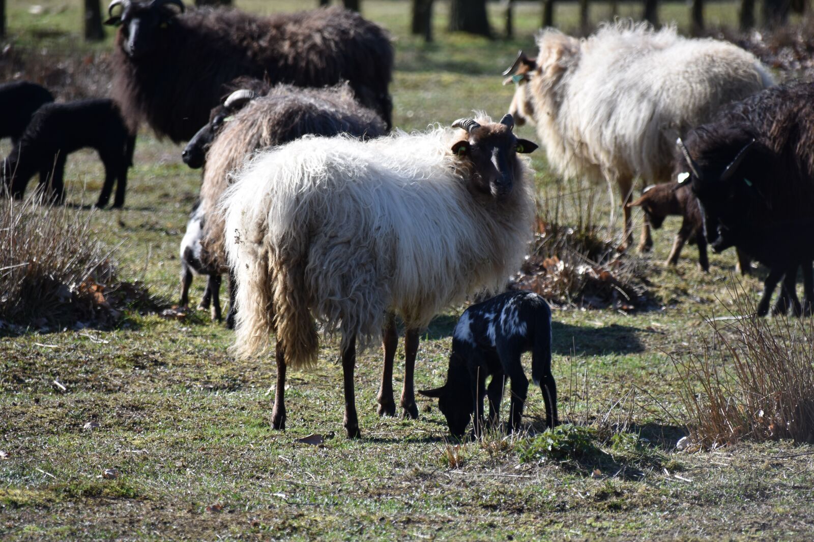 Nikon D3400 sample photo. Sheep, lamb, grass photography