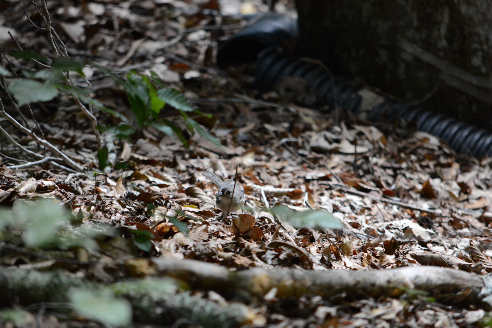 Nikon D7100 sample photo