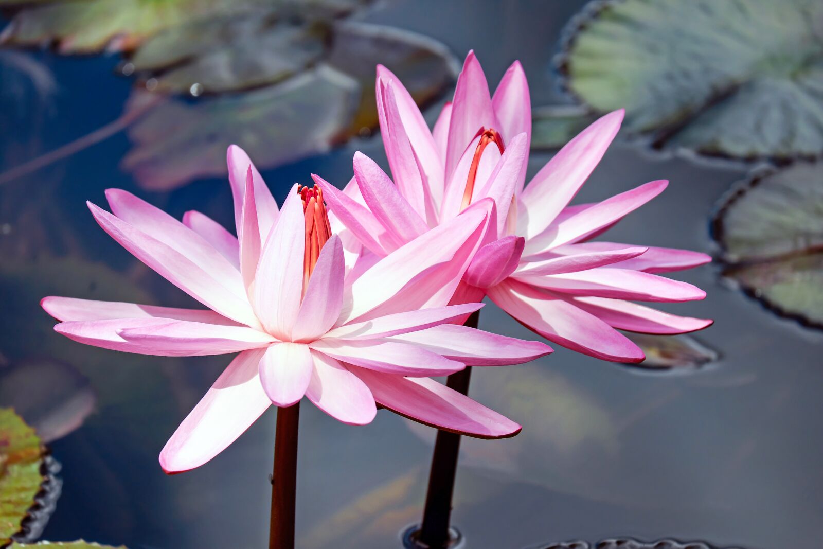 Fujifilm X-T10 + Fujifilm XC 50-230mm F4.5-6.7 OIS sample photo. Water lilies, lily pink photography