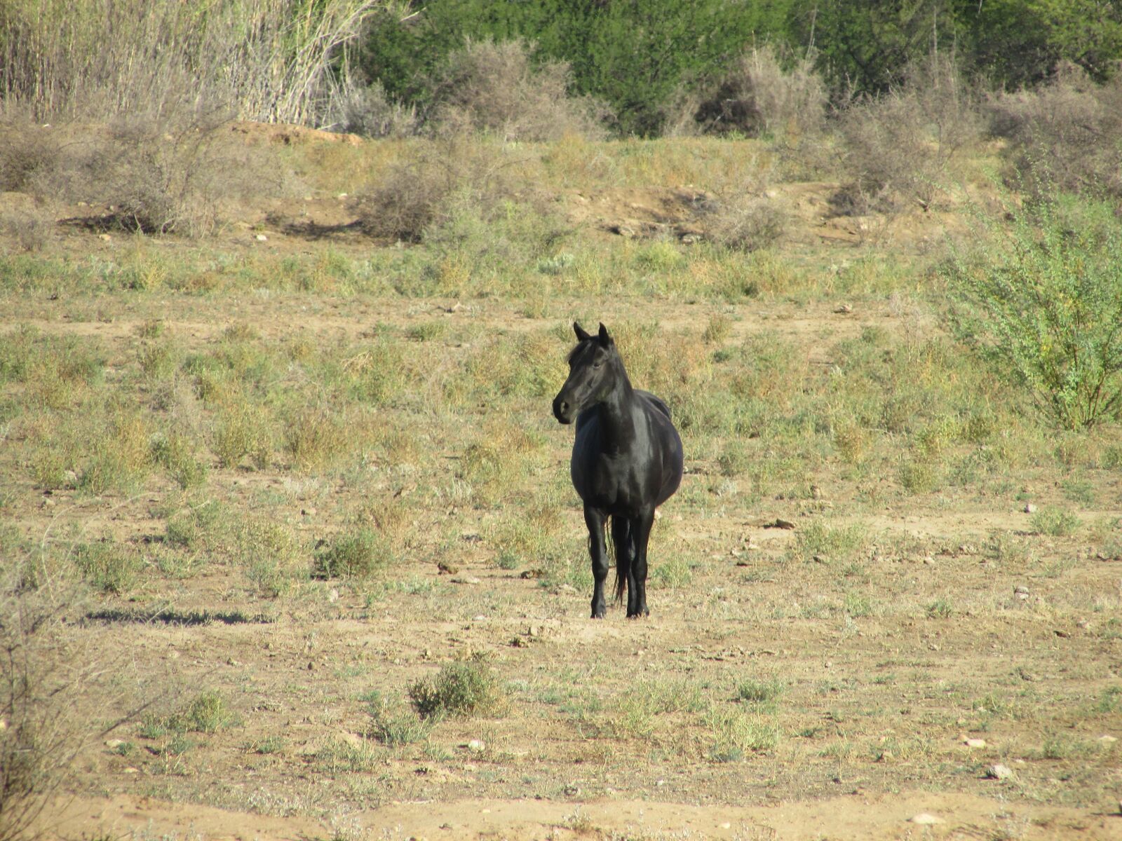 Canon PowerShot SX400 IS sample photo. Mammal, grass, animal photography