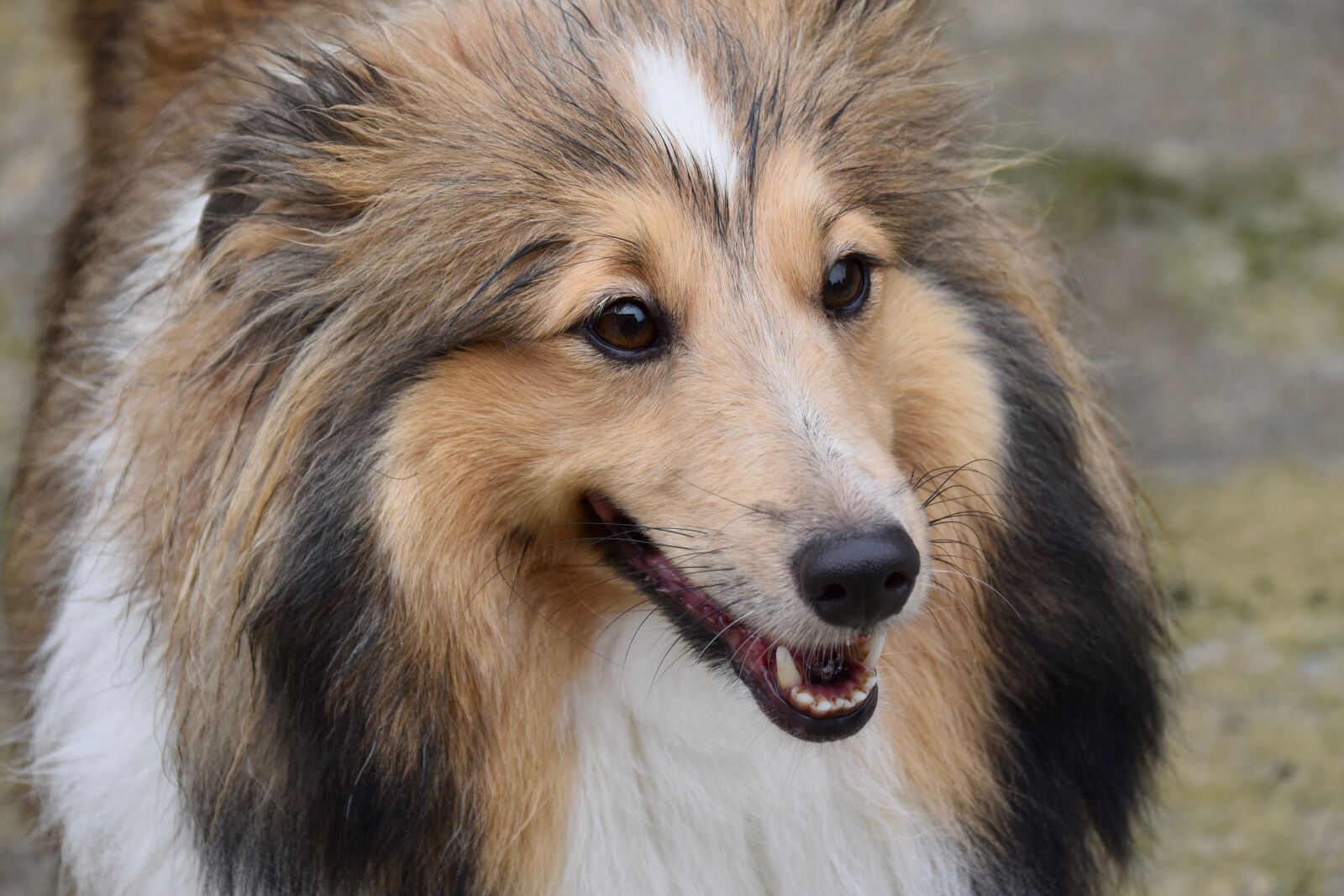 Nikon D5600 sample photo. Dog, shetland sheepdog, young photography