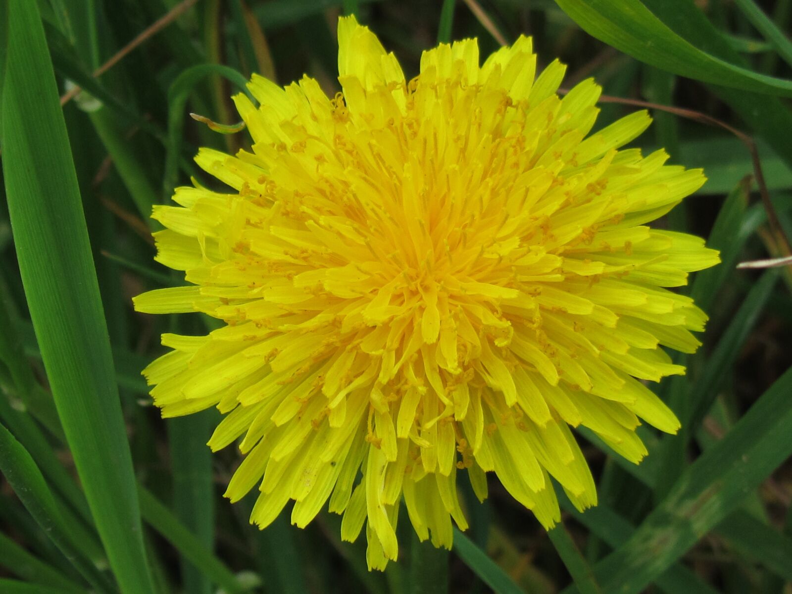 Canon PowerShot SX210 IS sample photo. Flower, dandelion, nature photography