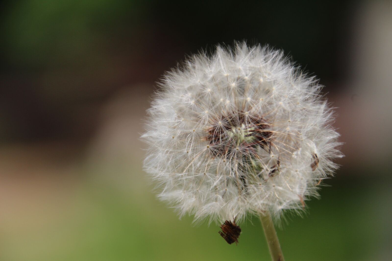 Canon EOS 100D (EOS Rebel SL1 / EOS Kiss X7) sample photo. Seed, spring, nature photography