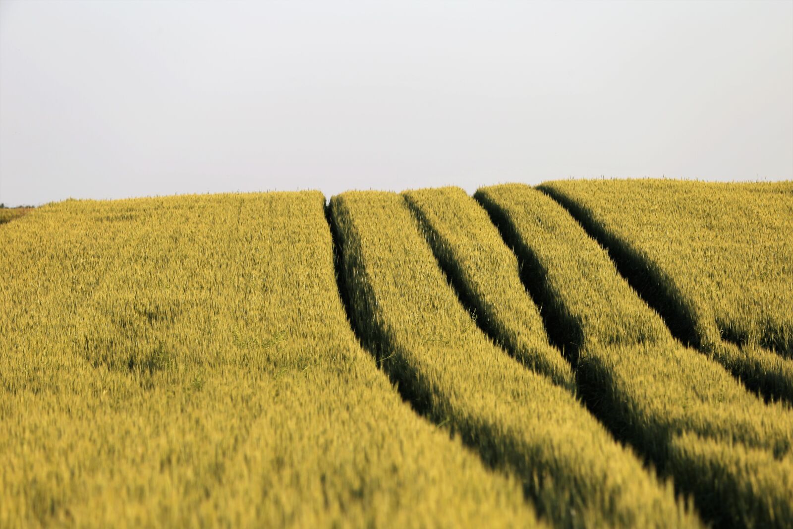 Canon EF 70-300 F4-5.6 IS II USM sample photo. Agriculture, wheat field, plant photography